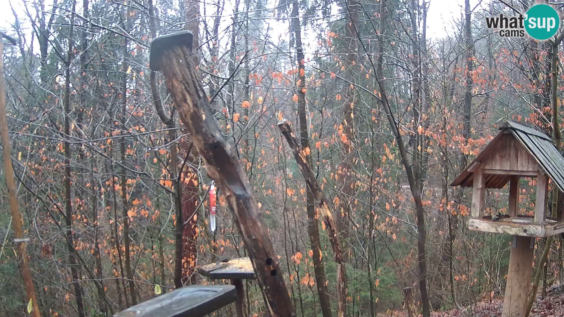 Comederos para pájaros en ZOO Ljubljana camera en vivo