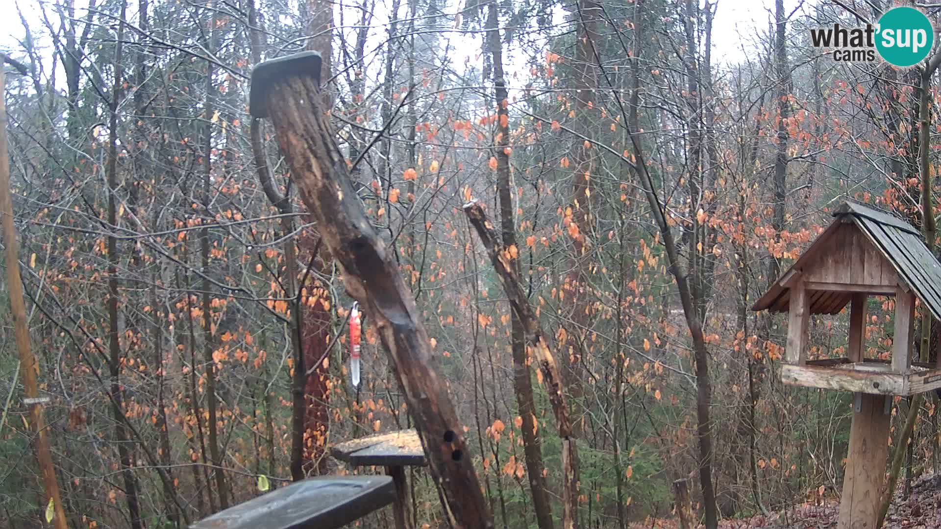 Comederos para pájaros en ZOO Ljubljana camera en vivo