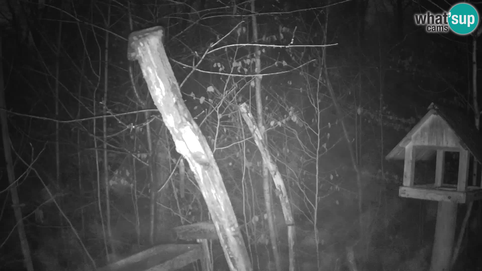 Krmilnice za ptiče v ZOO Ljubljana spletna kamera