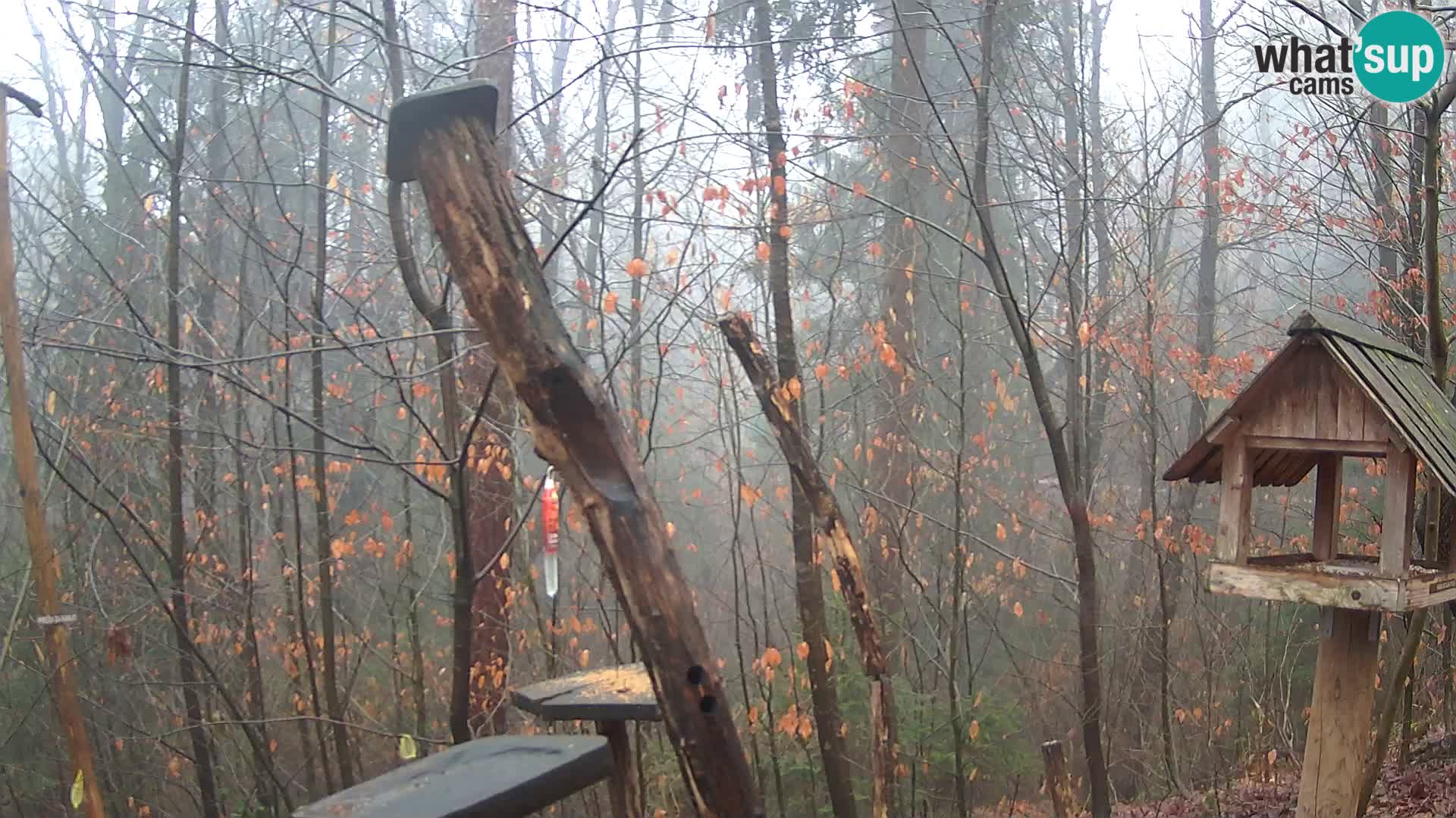Krmilnice za ptiče v ZOO Ljubljana spletna kamera