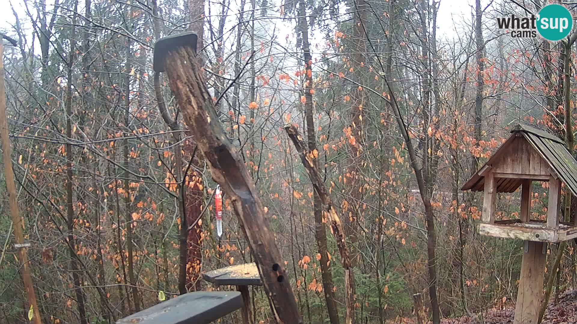 Mangiatoie per uccelli allo ZOO di Lubiana livecam