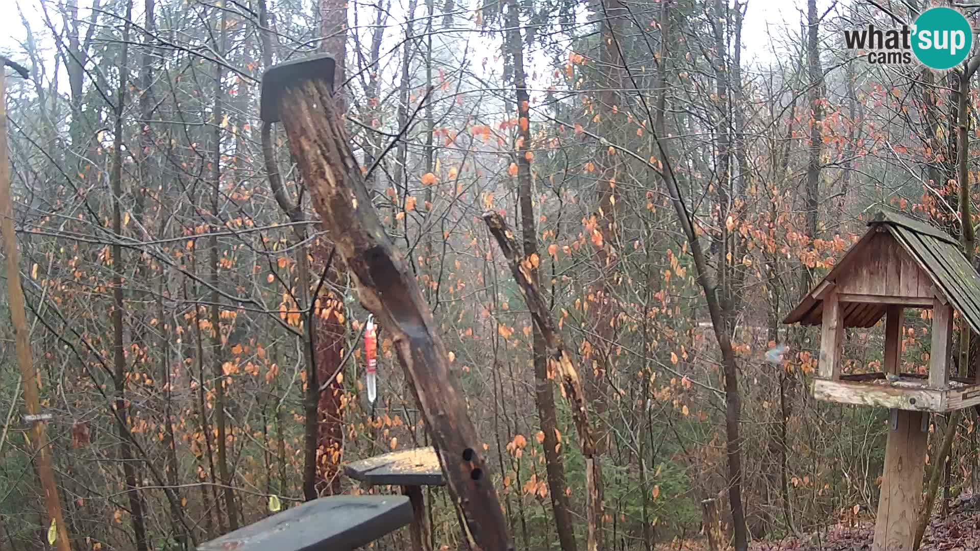 Mangiatoie per uccelli allo ZOO di Lubiana livecam