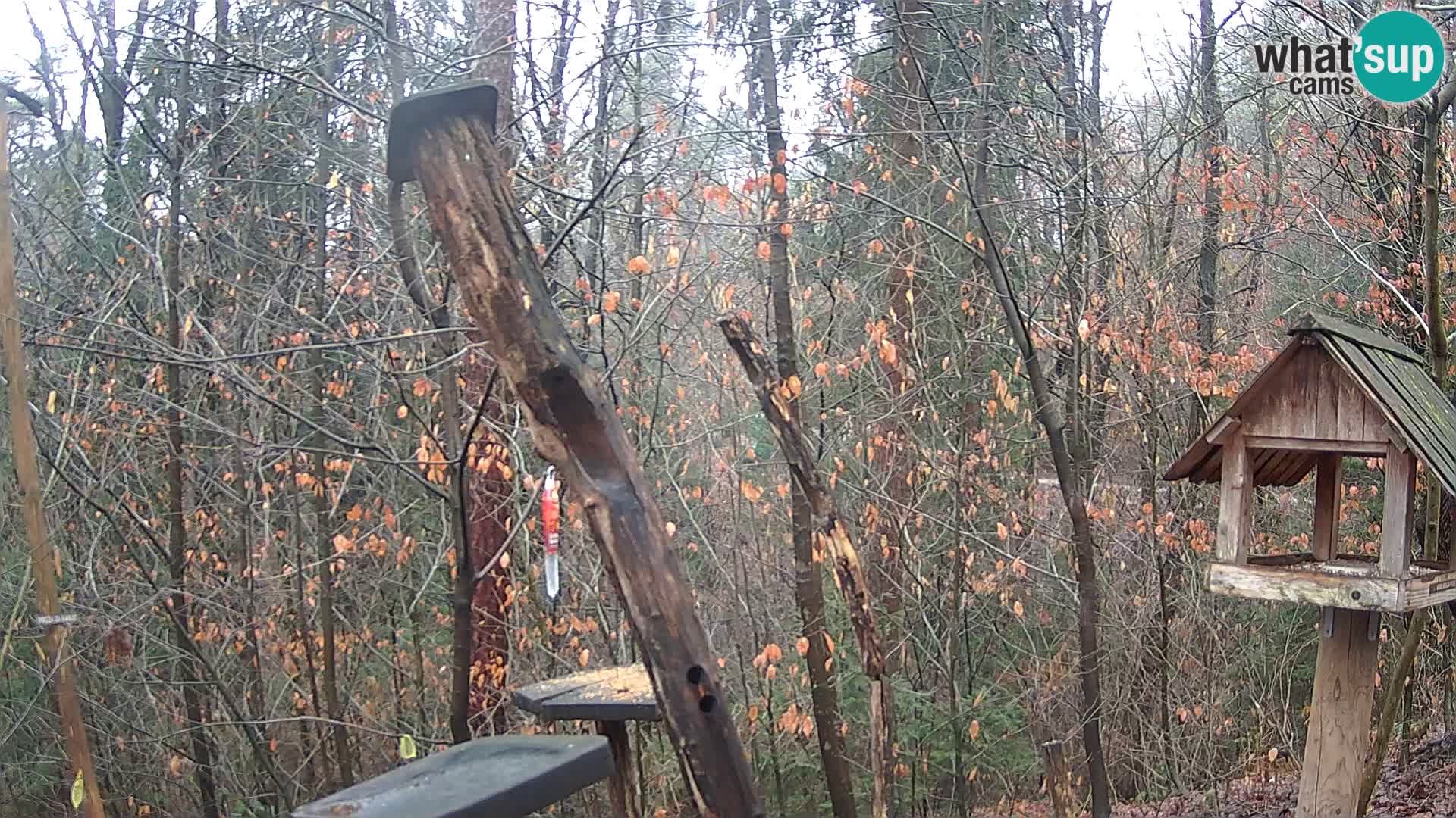 Mangiatoie per uccelli allo ZOO di Lubiana livecam