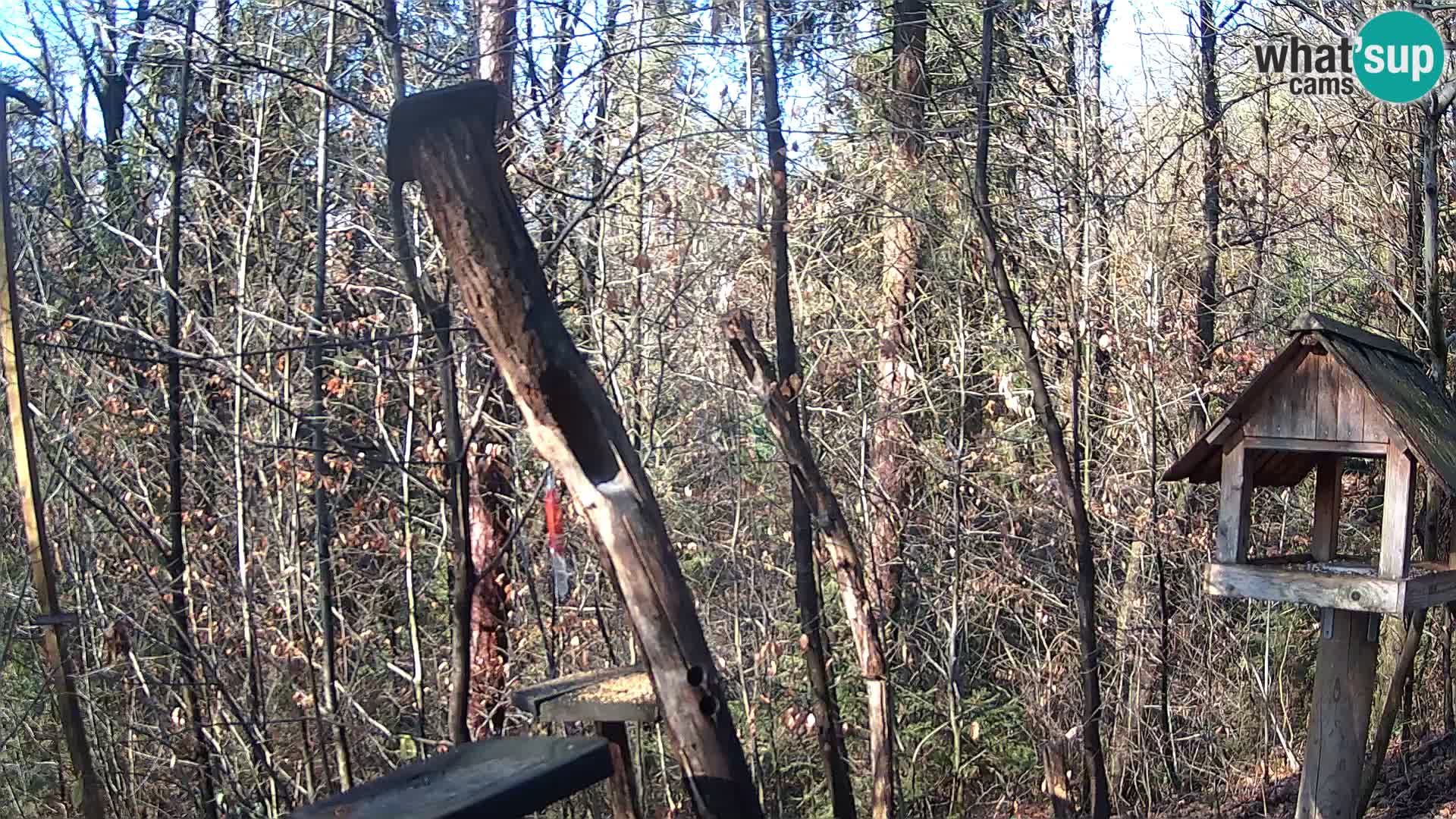 Mangiatoie per uccelli allo ZOO di Lubiana livecam