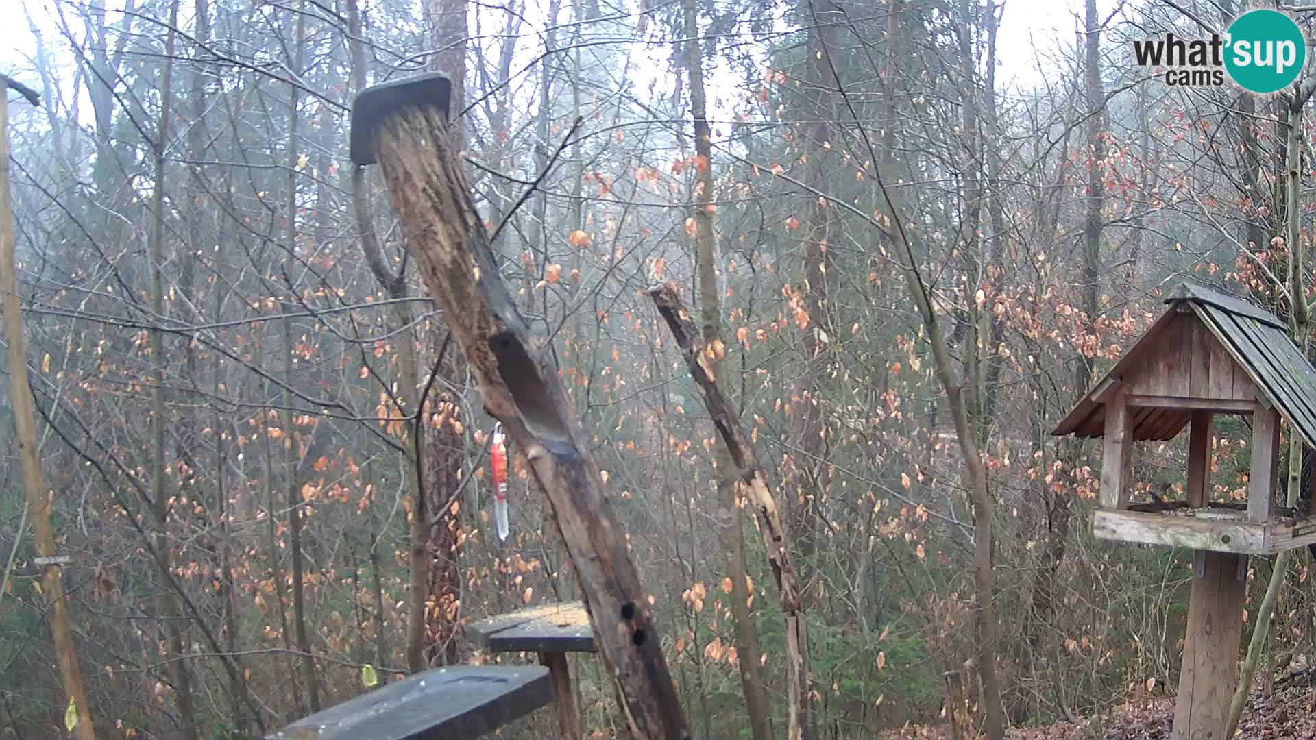 Krmilnice za ptiče v ZOO Ljubljana spletna kamera