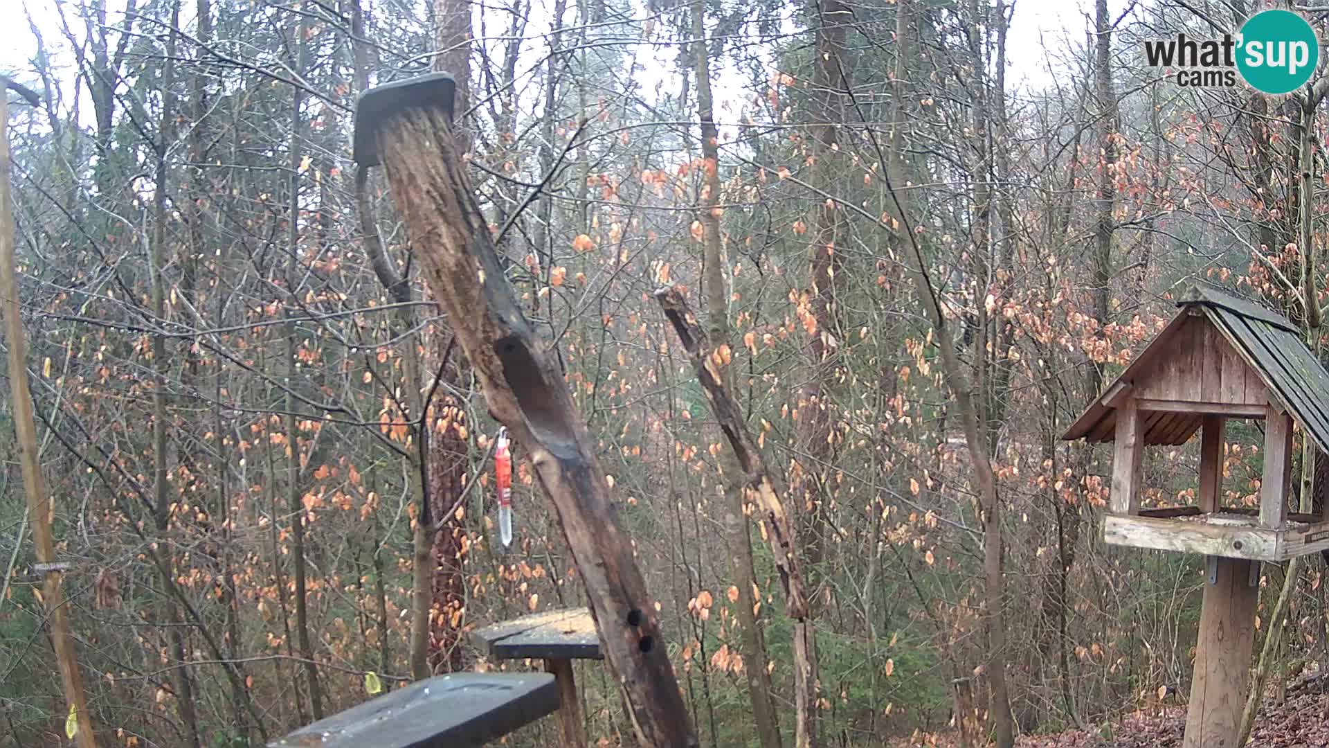 Vogelfutterhäuschen im ZOO webcam Ljubljana