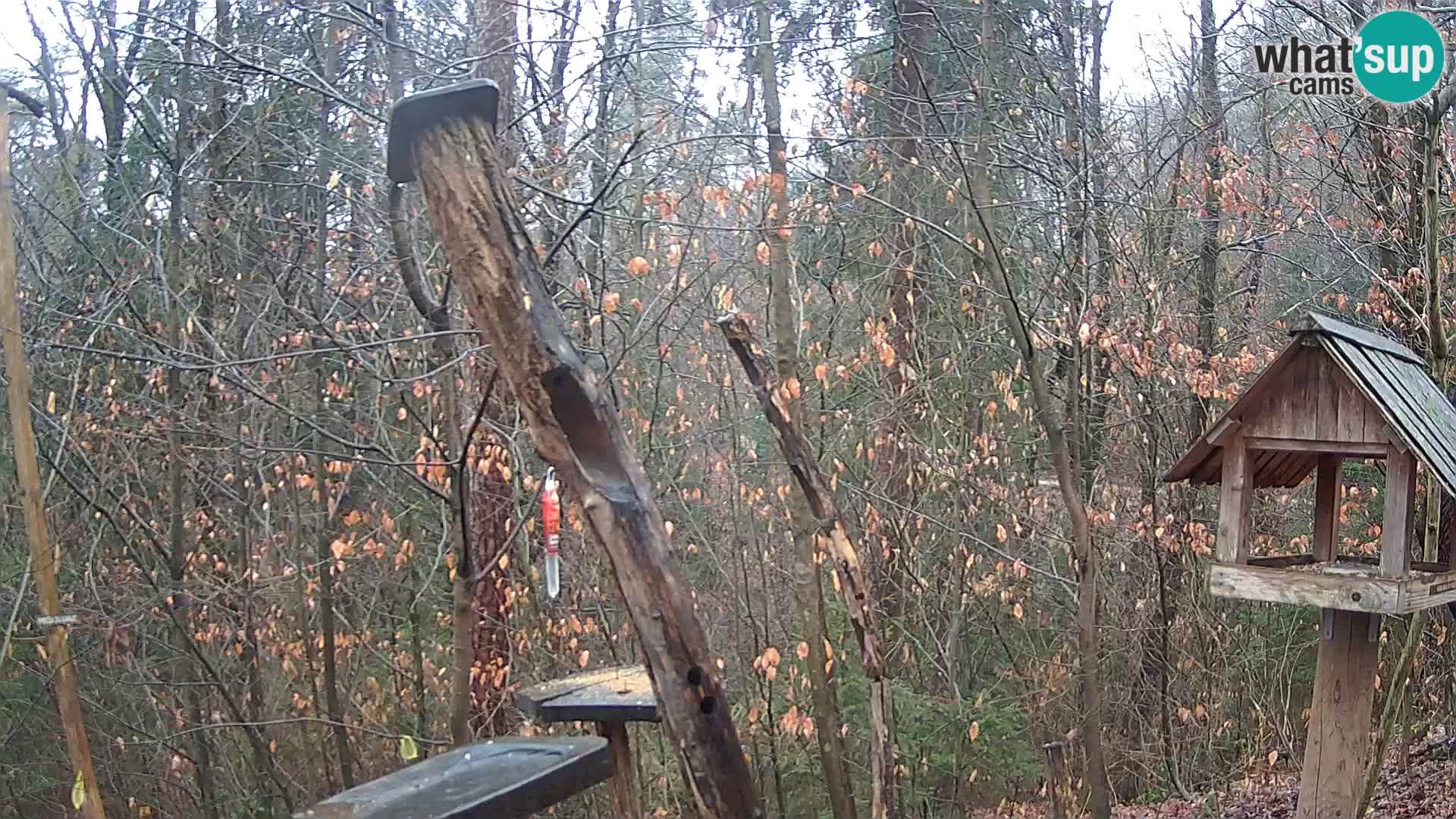 Bird feeders at ZOO Ljubljana webcam