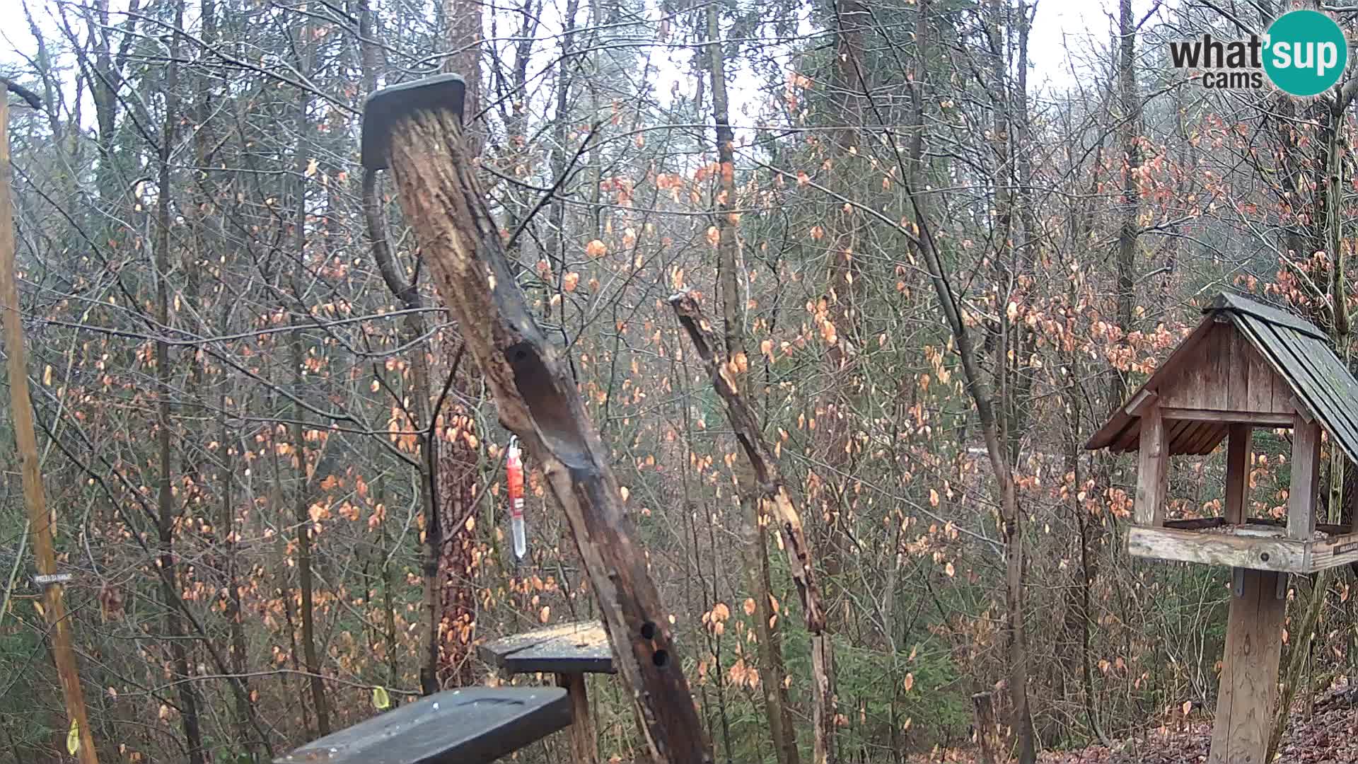 Mangiatoie per uccelli allo ZOO di Lubiana livecam