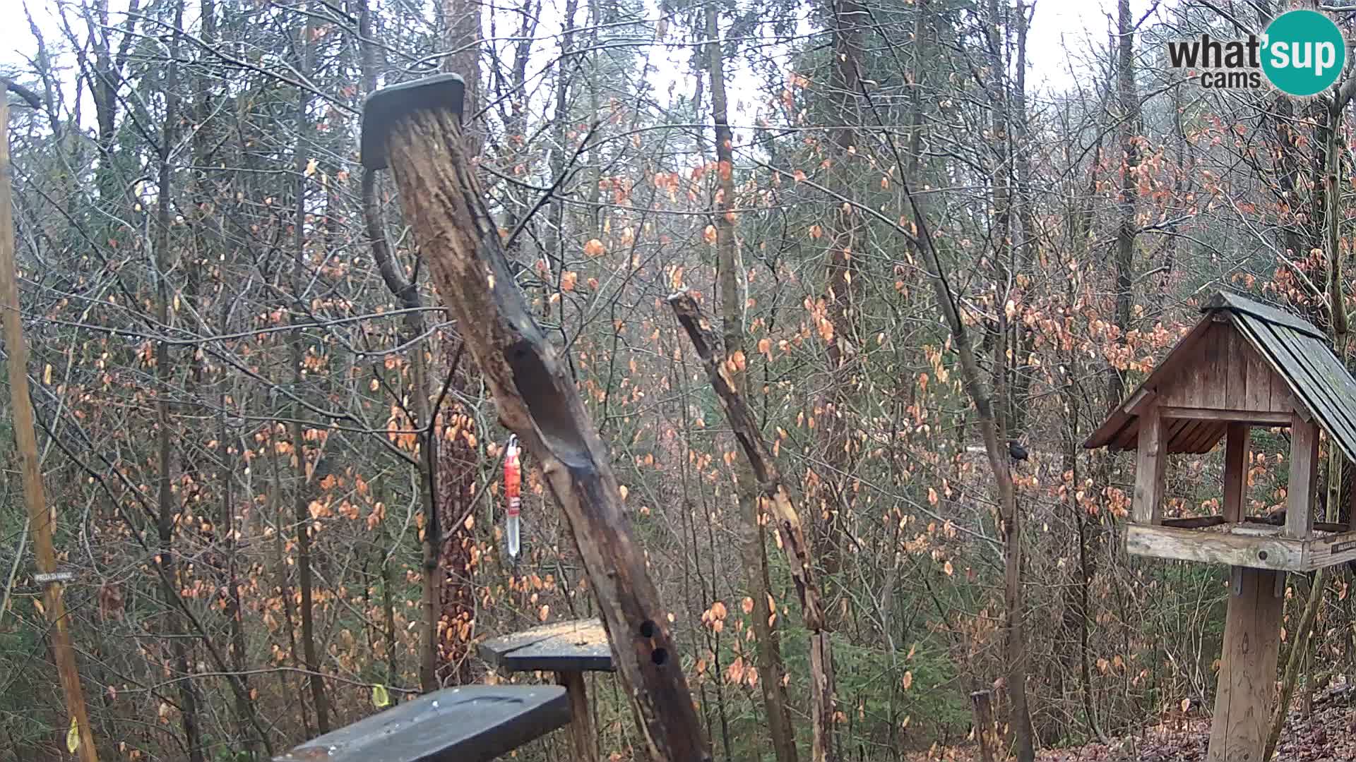 Vogelfutterhäuschen im ZOO webcam Ljubljana