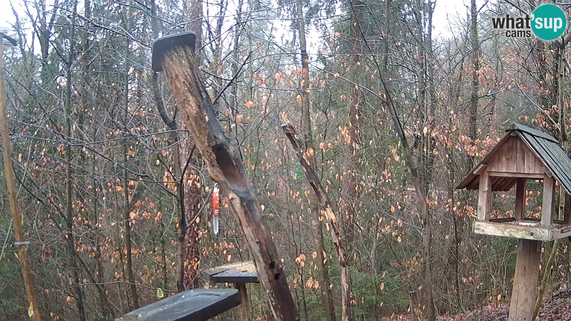 Bird feeders at ZOO Ljubljana webcam