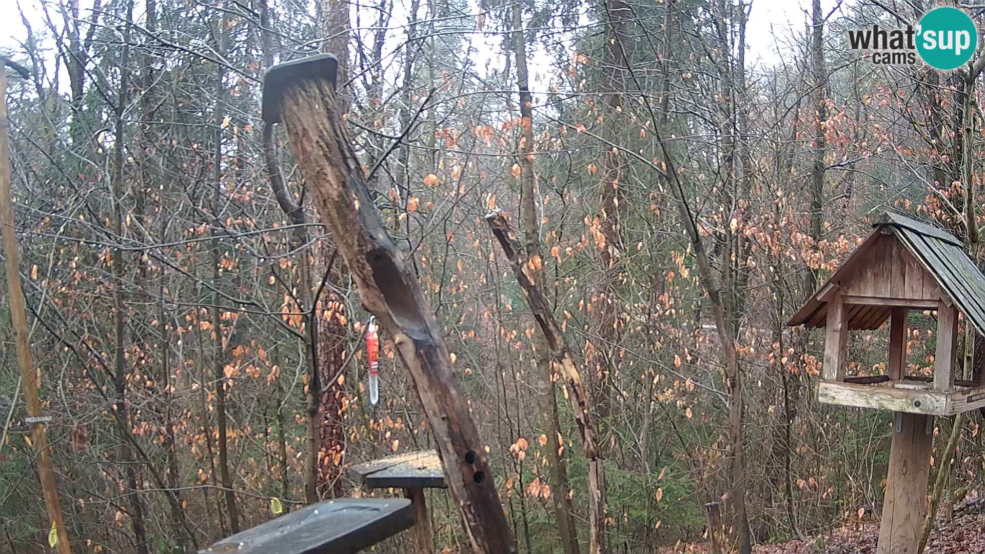 Vogelfutterhäuschen im ZOO webcam Ljubljana