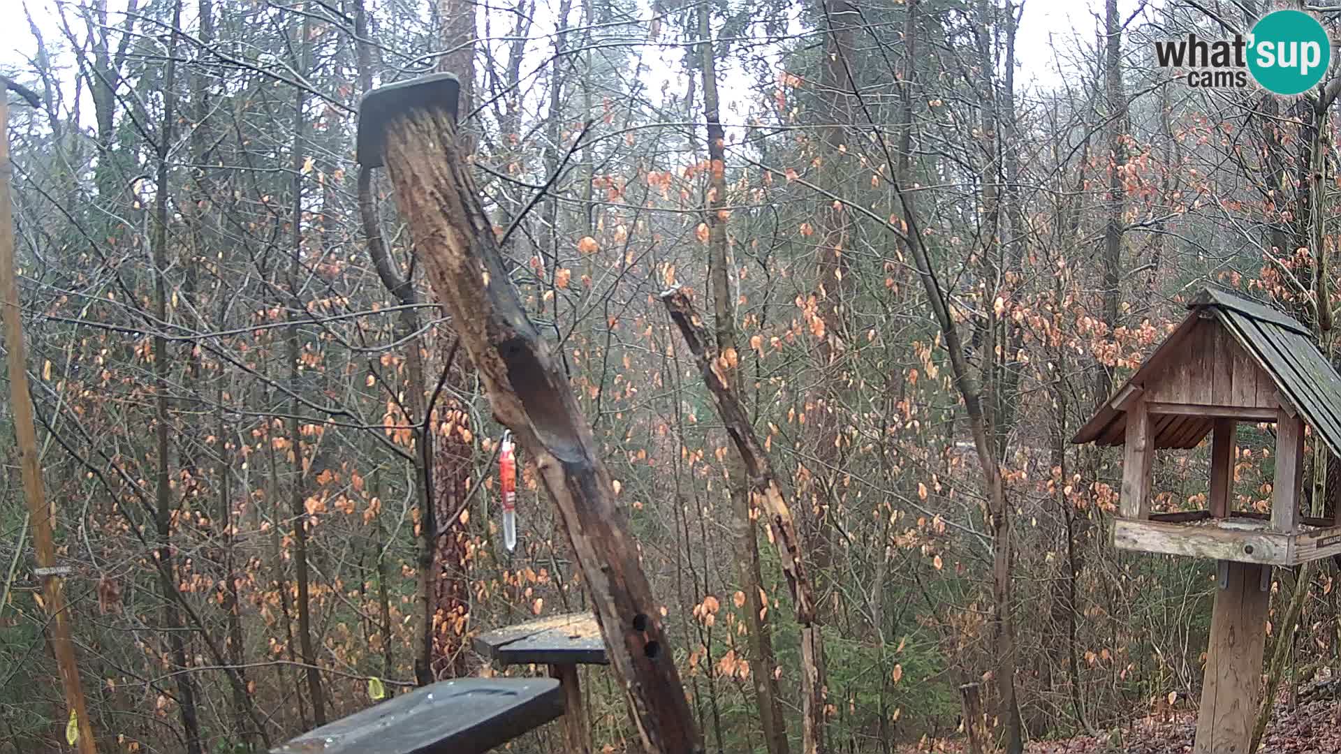 Mangeoires pour oiseaux au ZOO live webcam Ljubljana