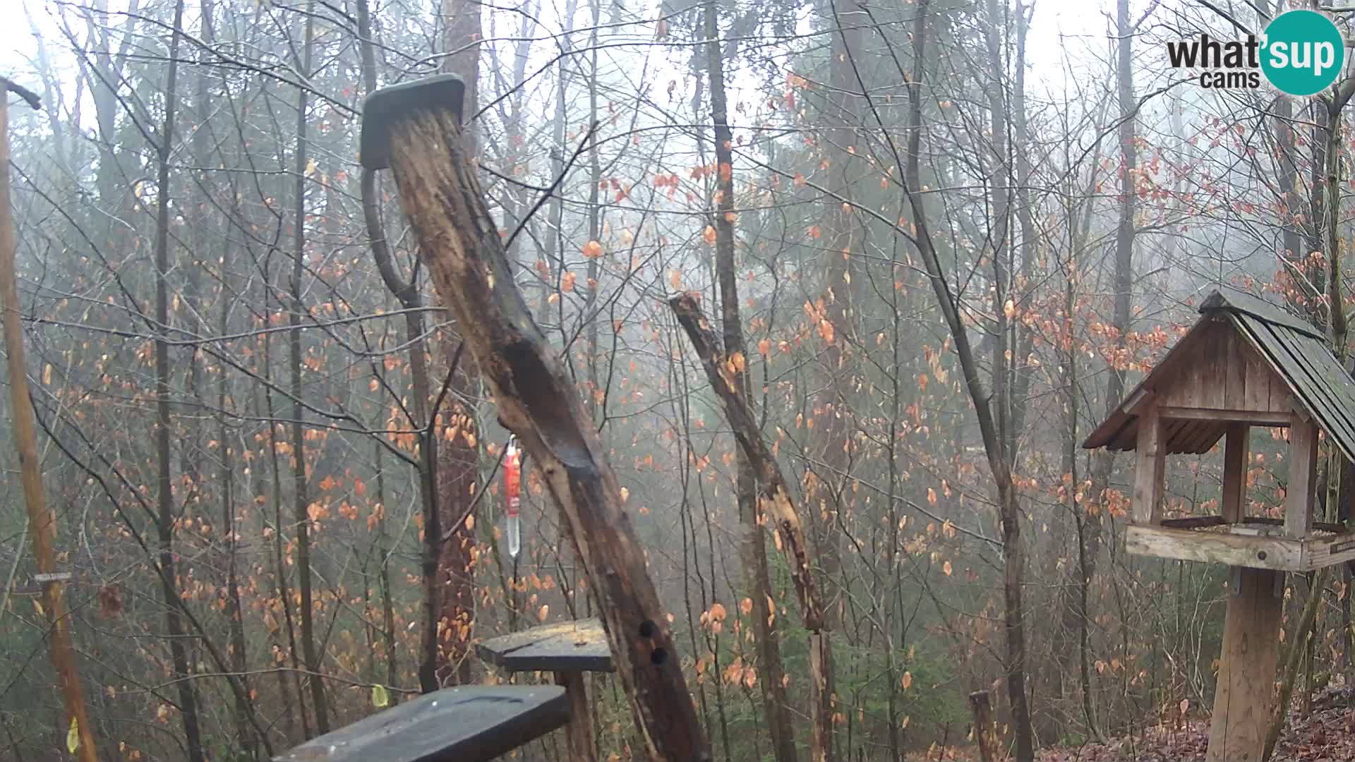 Bird feeders at ZOO Ljubljana webcam