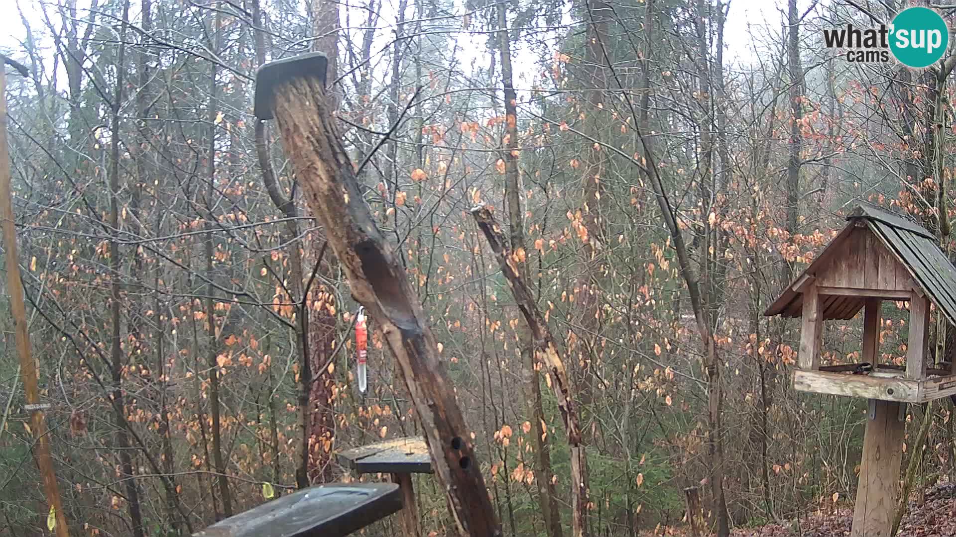 Krmilnice za ptiče v ZOO Ljubljana spletna kamera