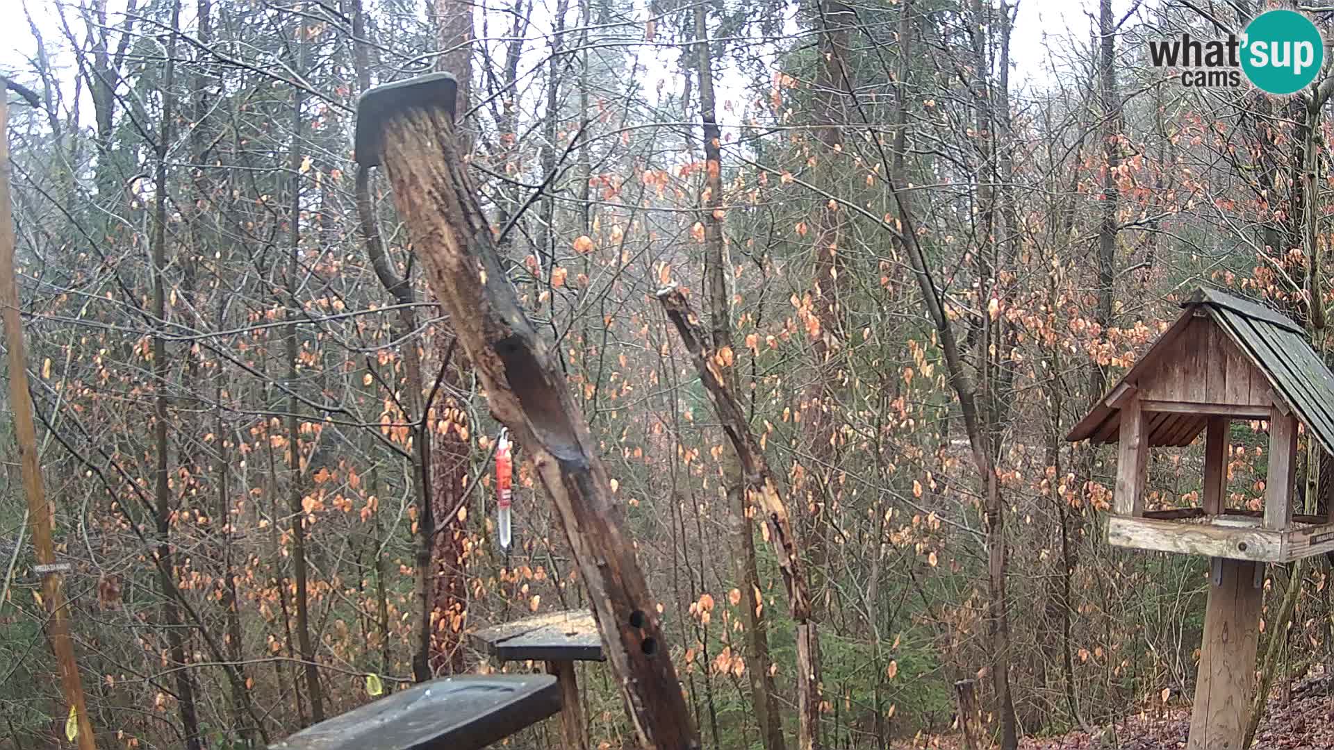 Comederos para pájaros en ZOO Ljubljana camera en vivo