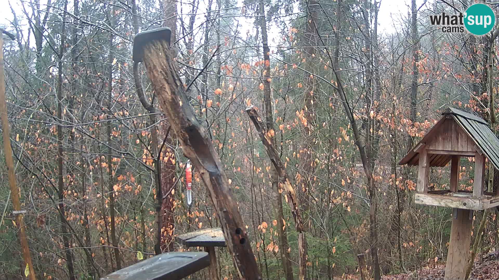 Mangeoires pour oiseaux au ZOO live webcam Ljubljana
