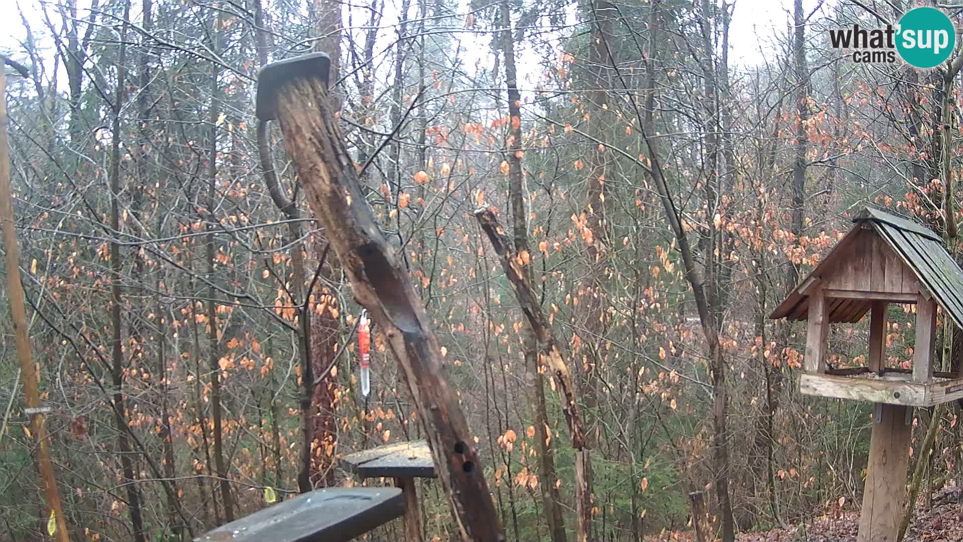 Mangeoires pour oiseaux au ZOO live webcam Ljubljana