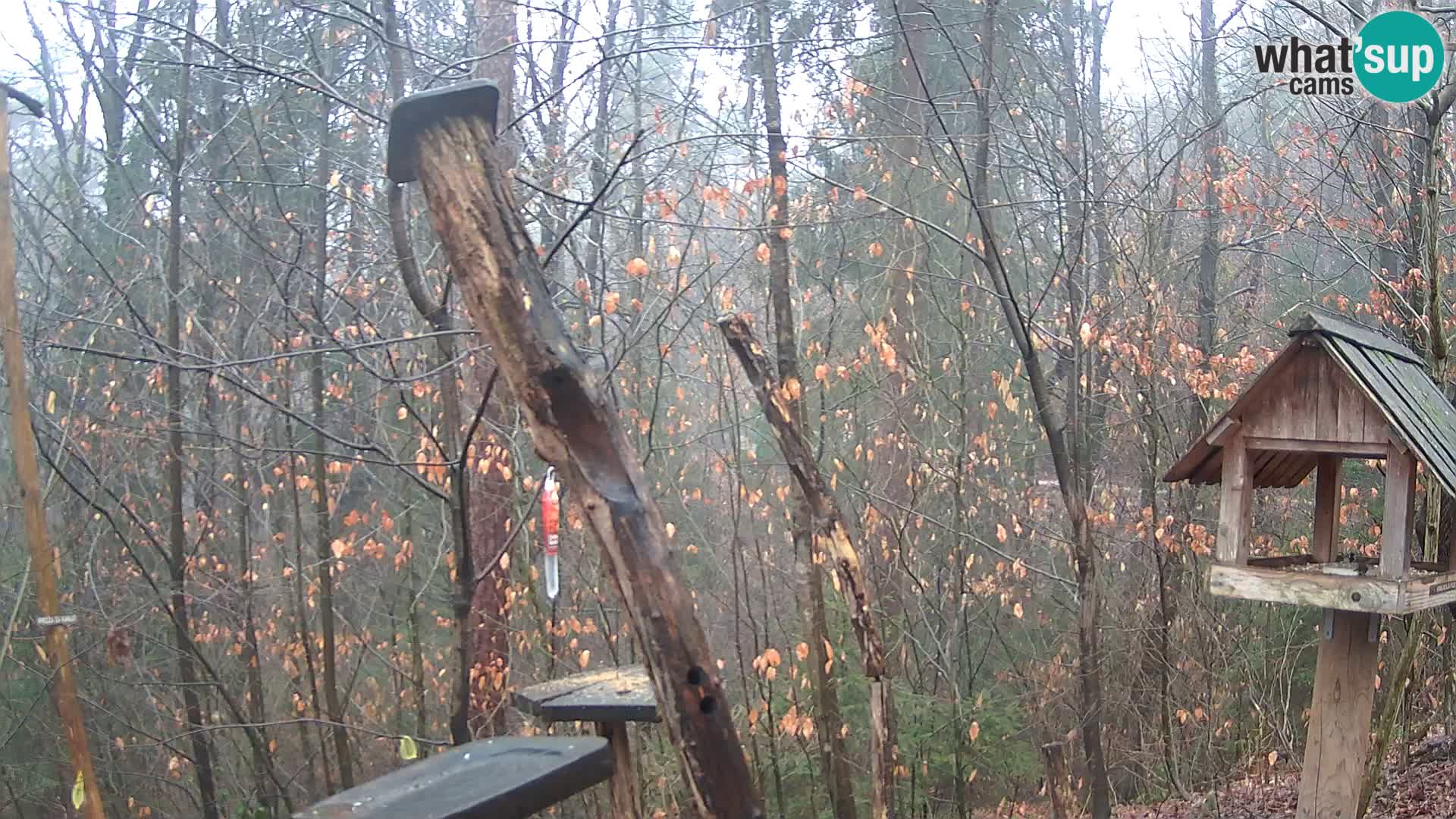 Comederos para pájaros en ZOO Ljubljana camera en vivo