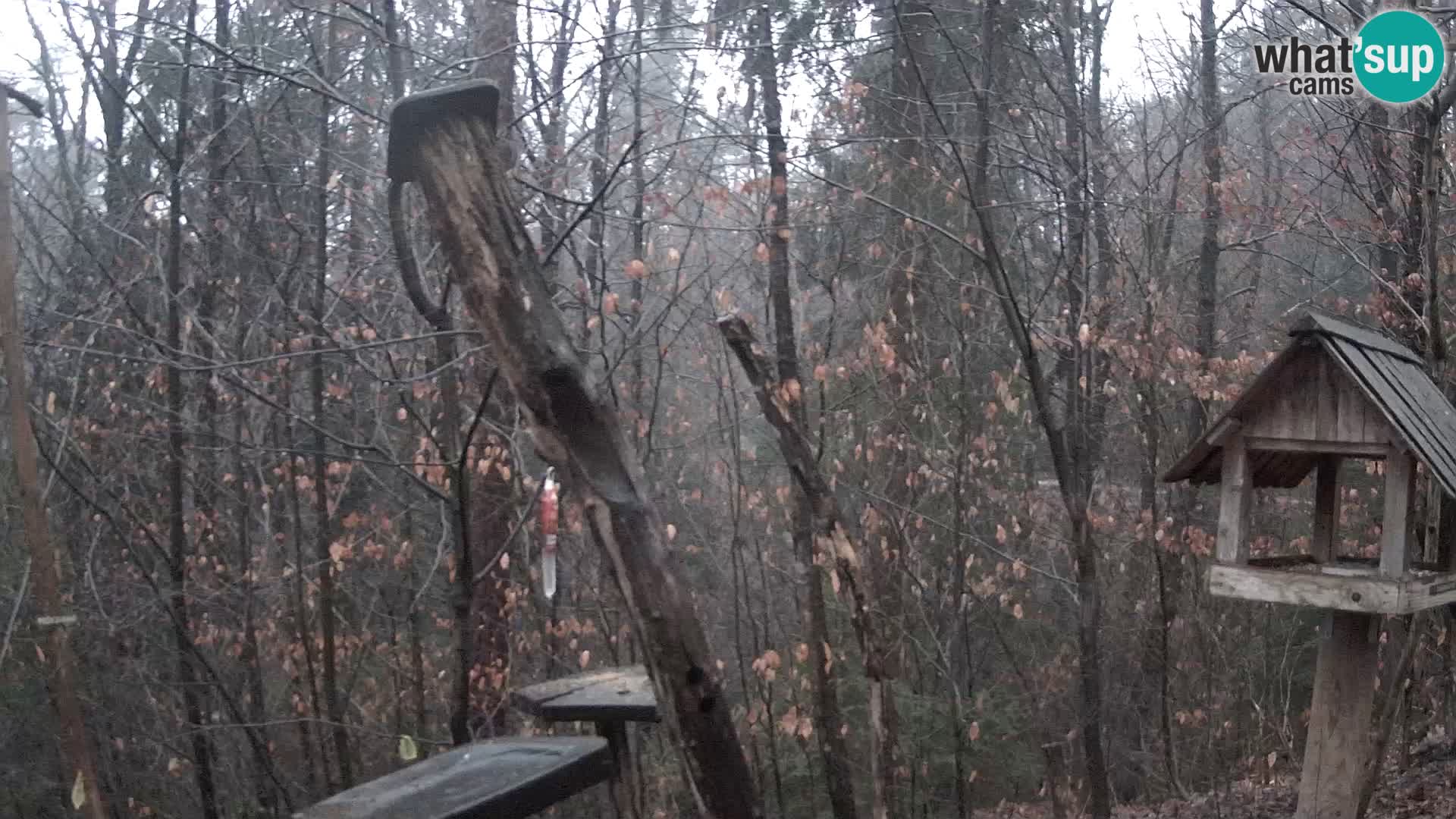 Bird feeders at ZOO Ljubljana webcam