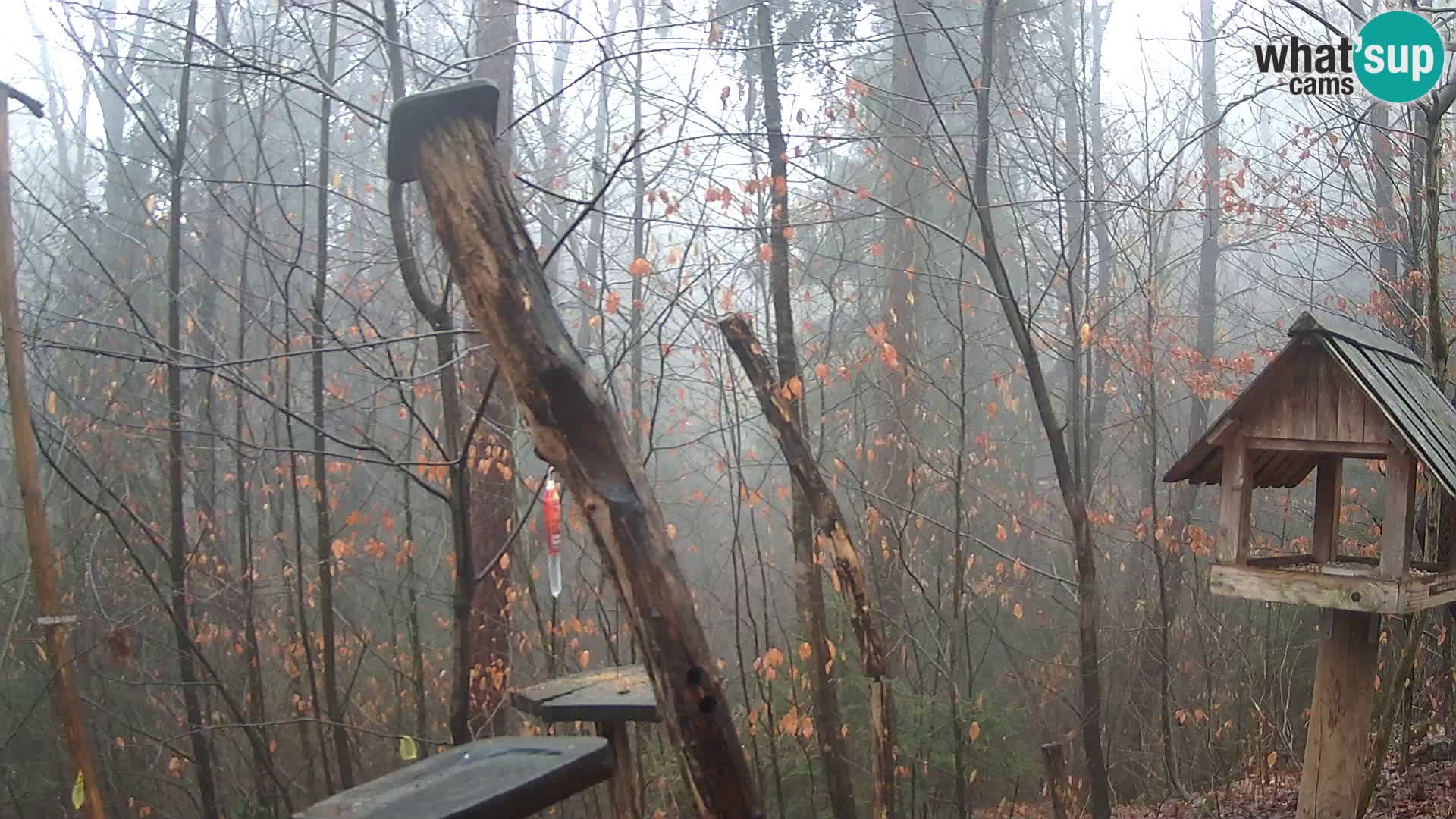 Comederos para pájaros en ZOO Ljubljana camera en vivo