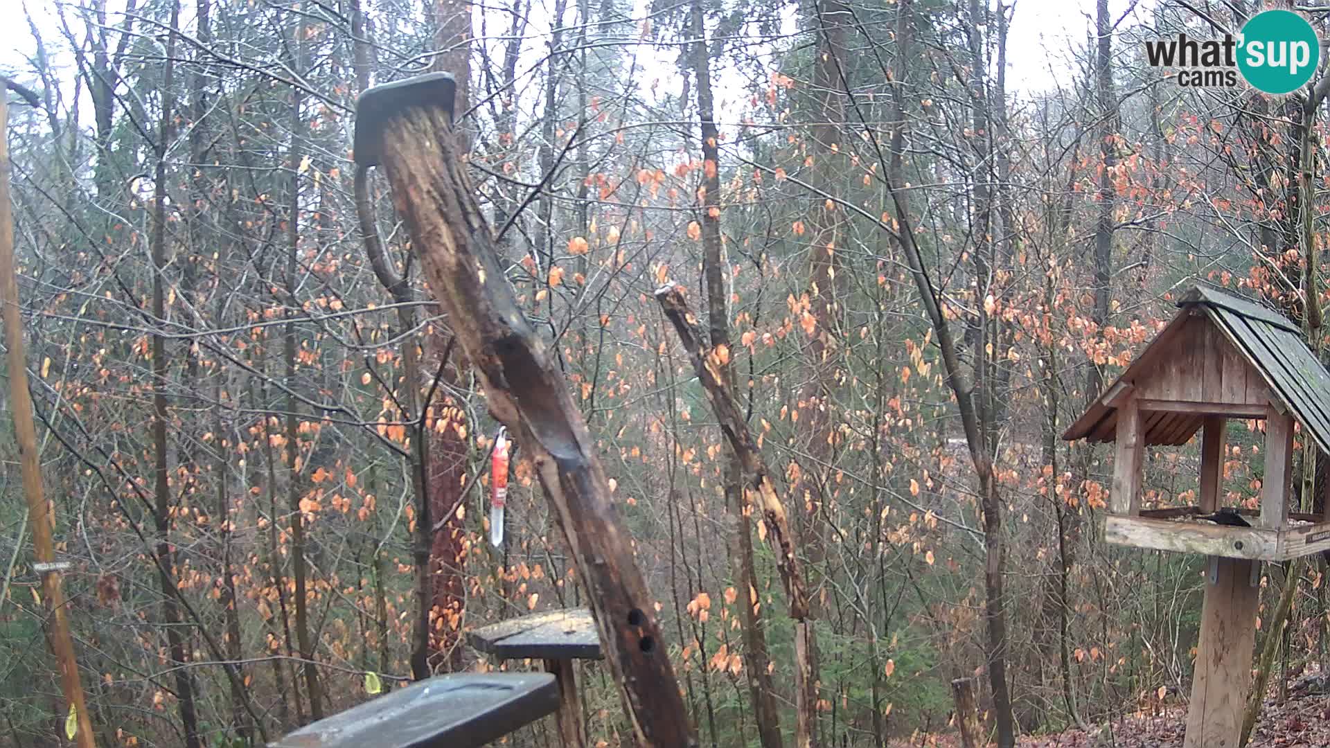 Comederos para pájaros en ZOO Ljubljana camera en vivo
