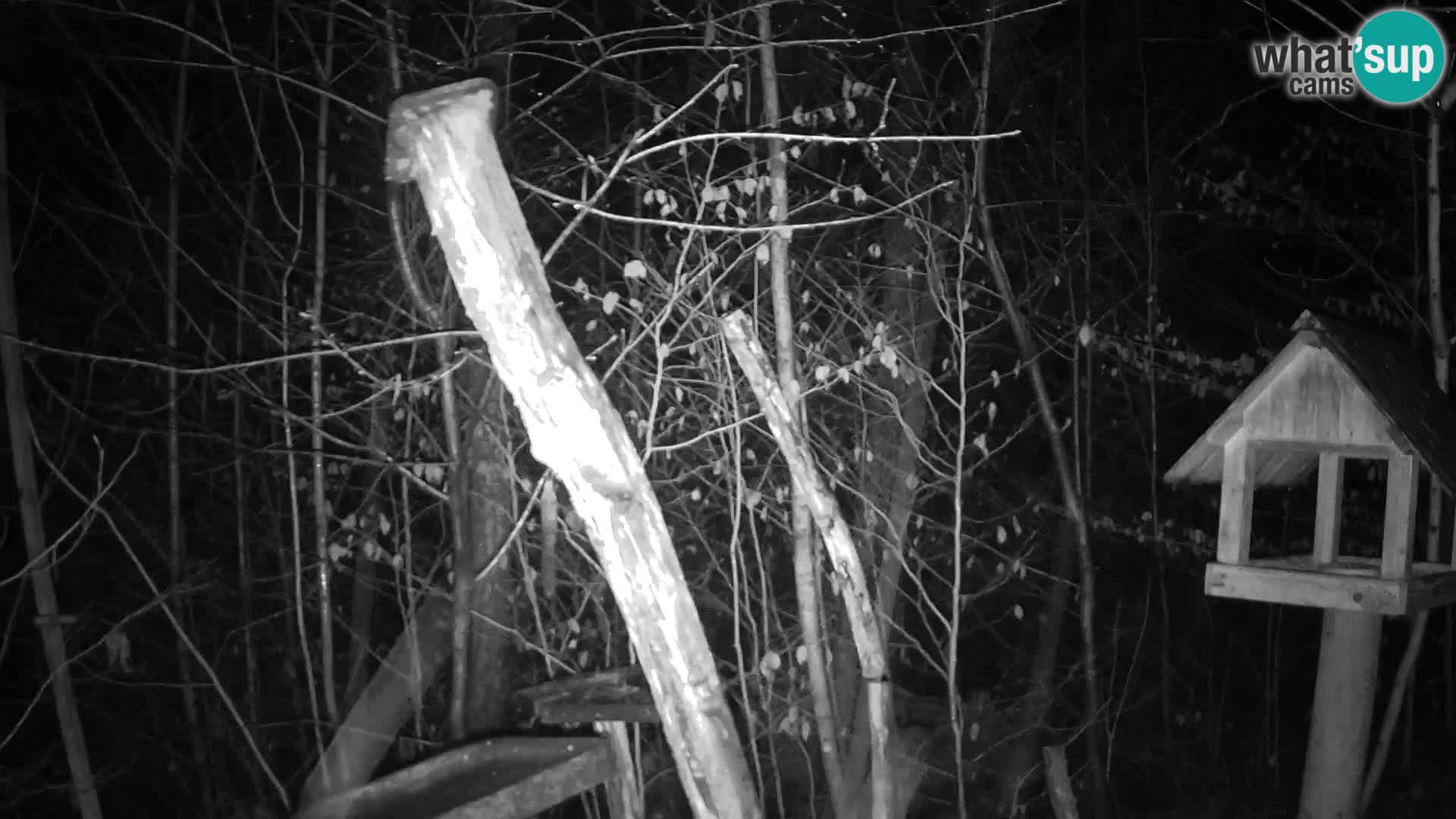 Vogelfutterhäuschen im ZOO webcam Ljubljana
