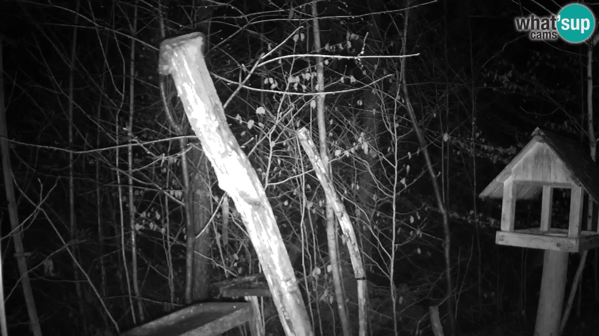 Hranilice za ptice u ZOO web kamera Ljubljana