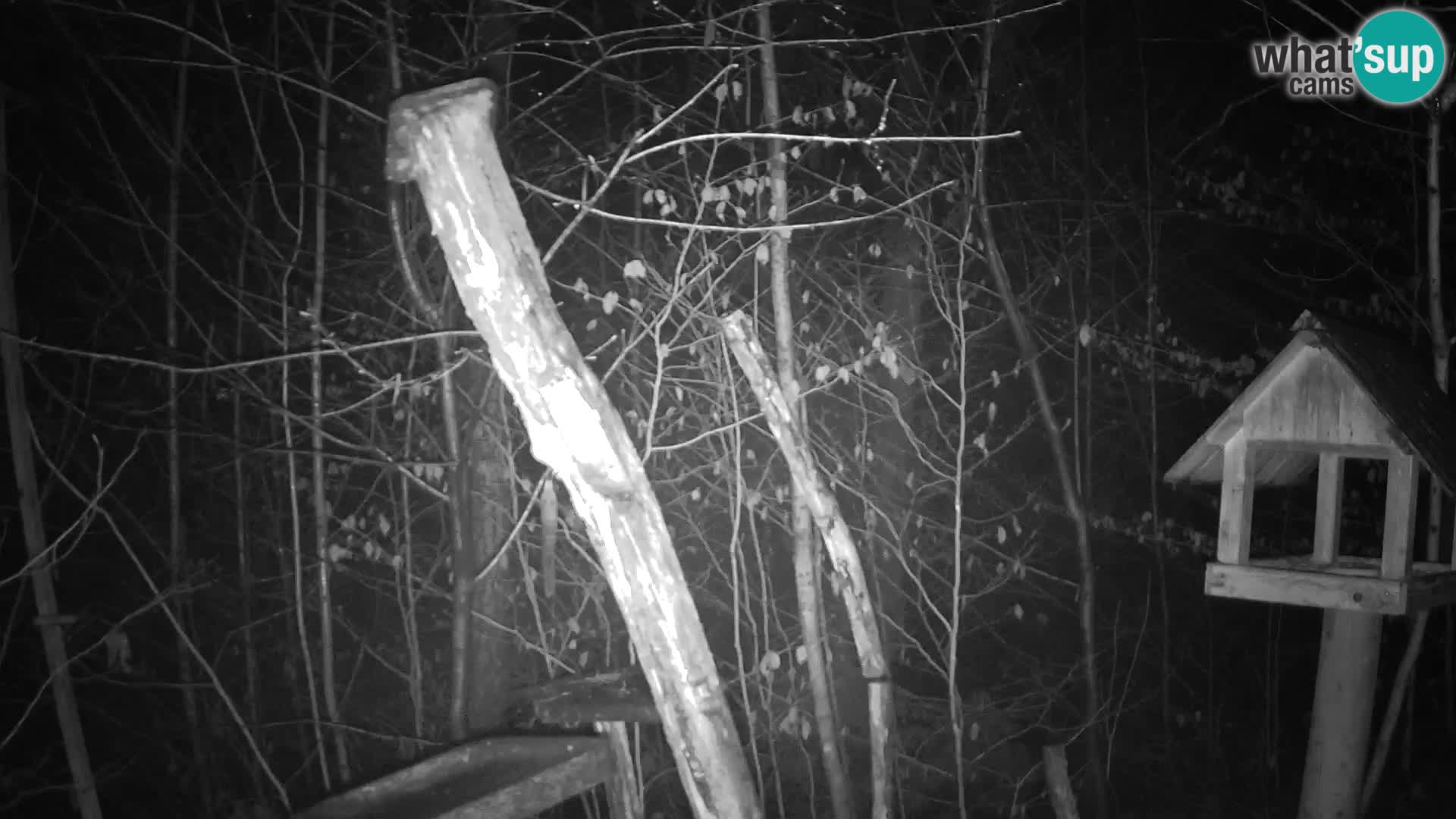 Vogelfutterhäuschen im ZOO webcam Ljubljana