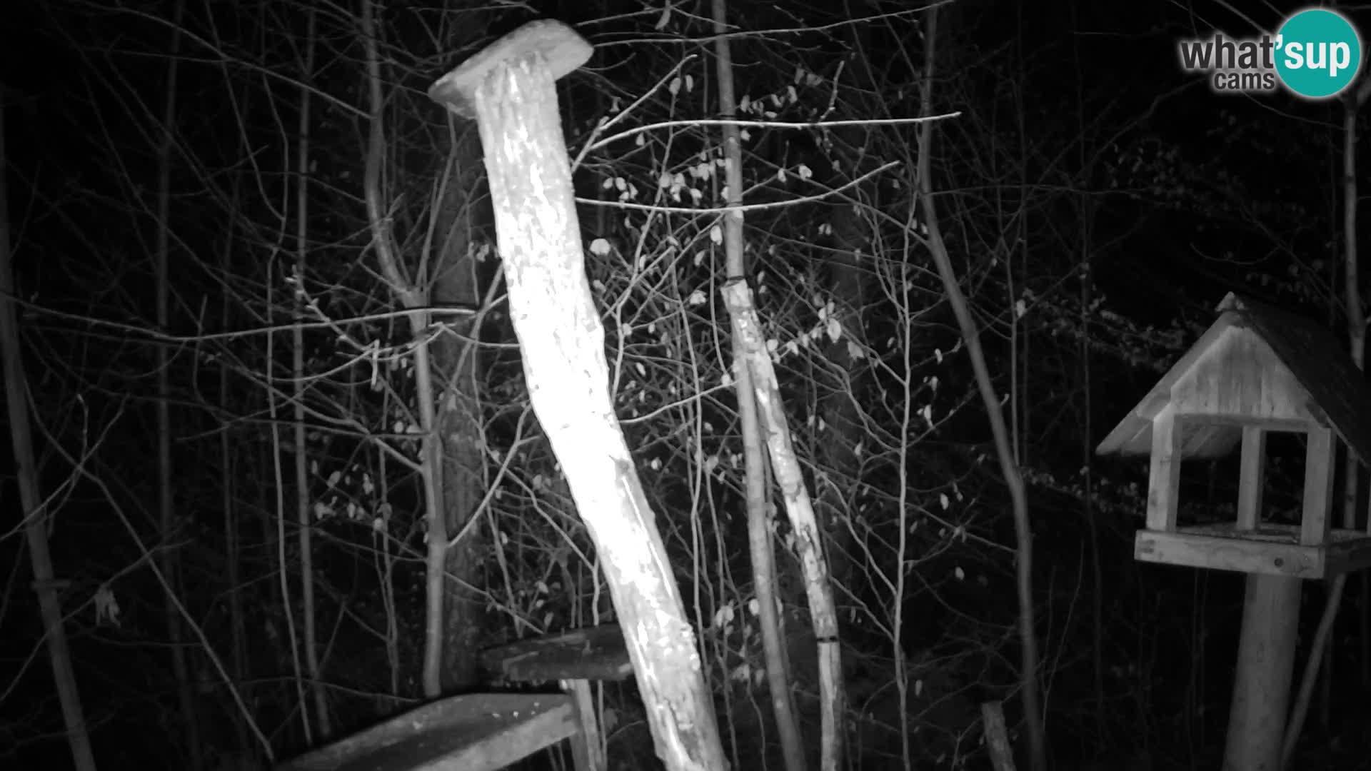 Vogelfutterhäuschen im ZOO webcam Ljubljana