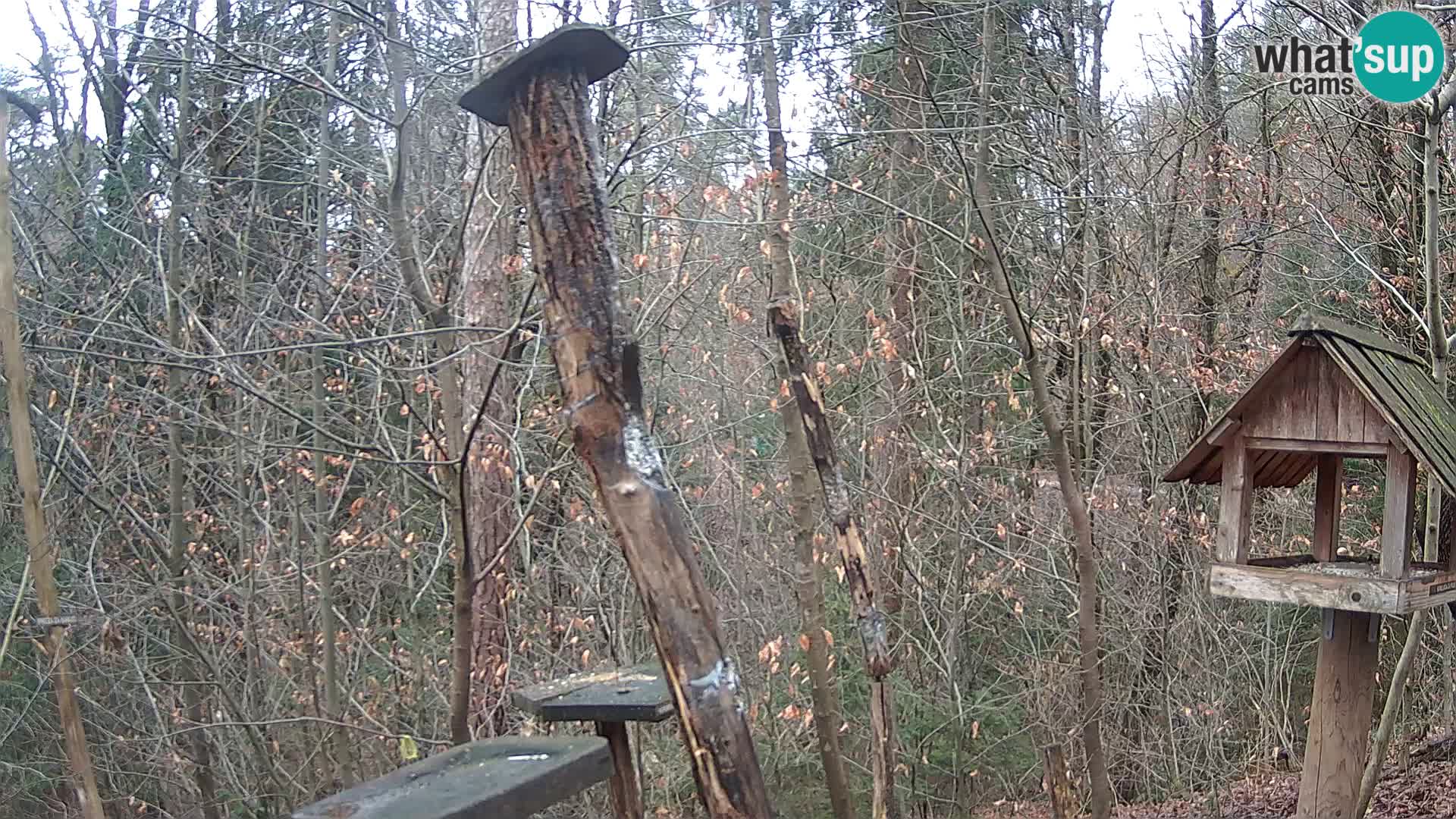 Comederos para pájaros en ZOO Ljubljana camera en vivo