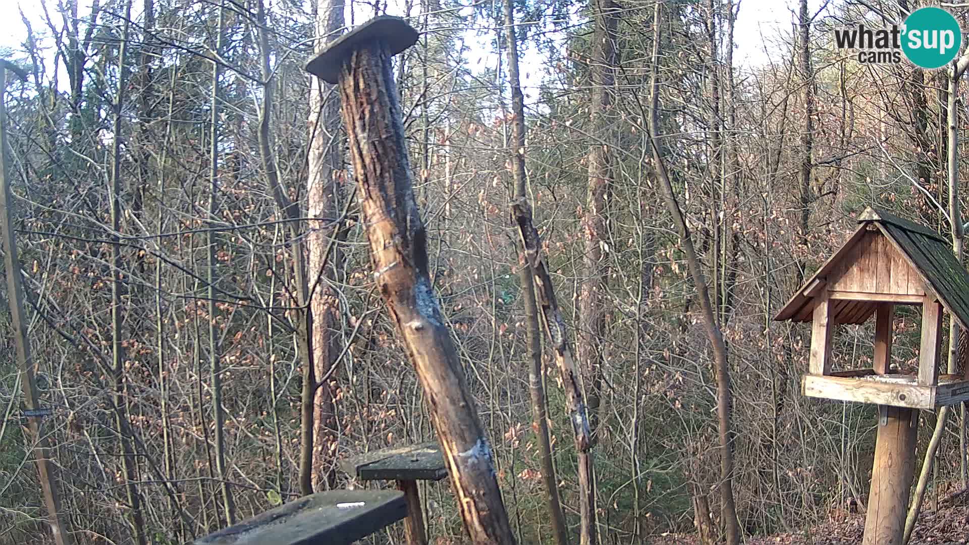 Hranilice za ptice u ZOO web kamera Ljubljana