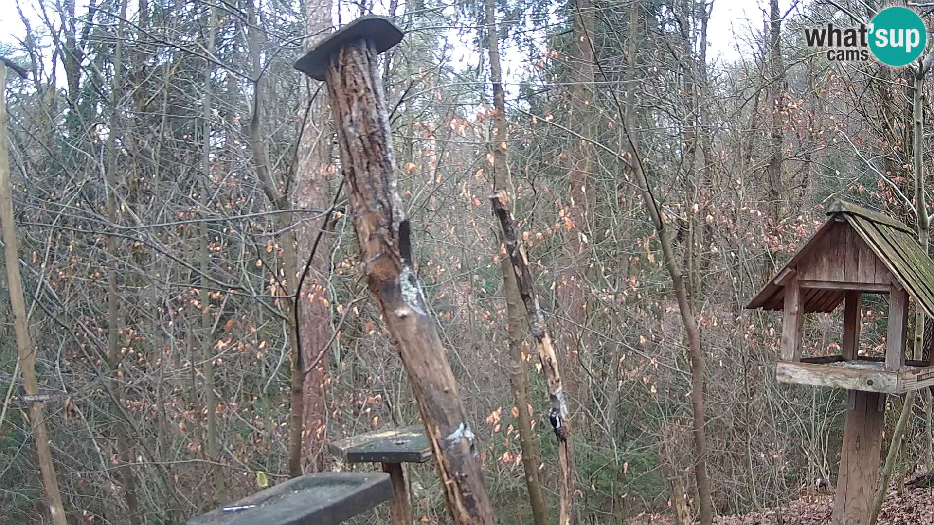 Mangiatoie per uccelli allo ZOO di Lubiana livecam