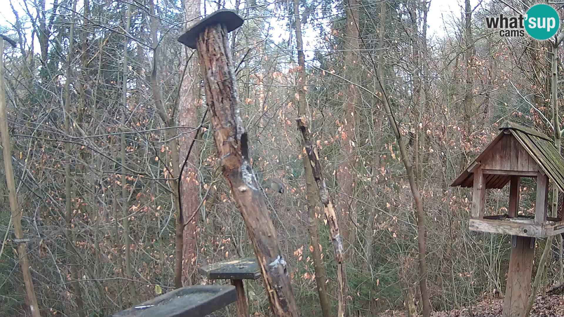 Mangeoires pour oiseaux au ZOO live webcam Ljubljana