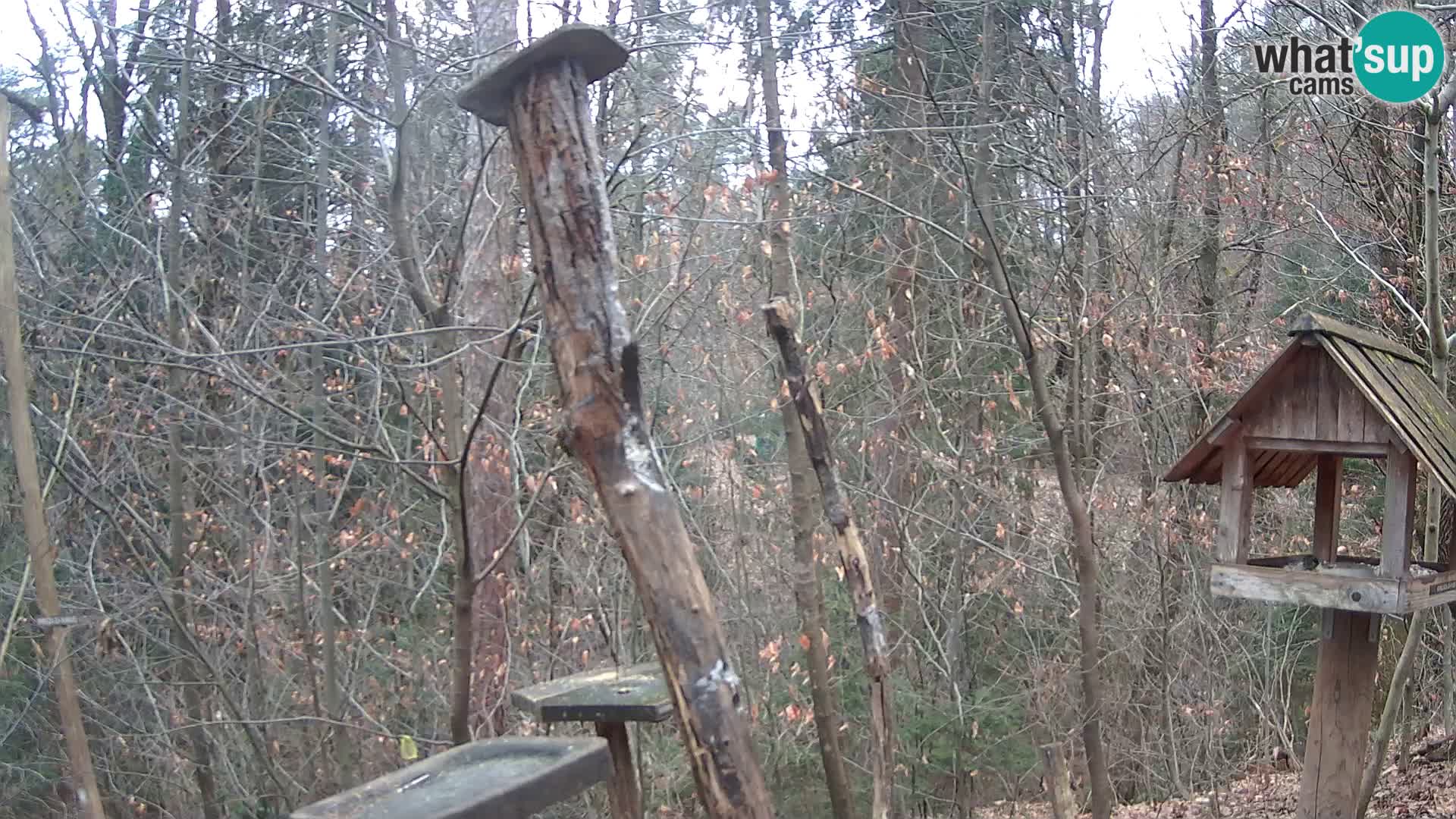 Mangiatoie per uccelli allo ZOO di Lubiana livecam