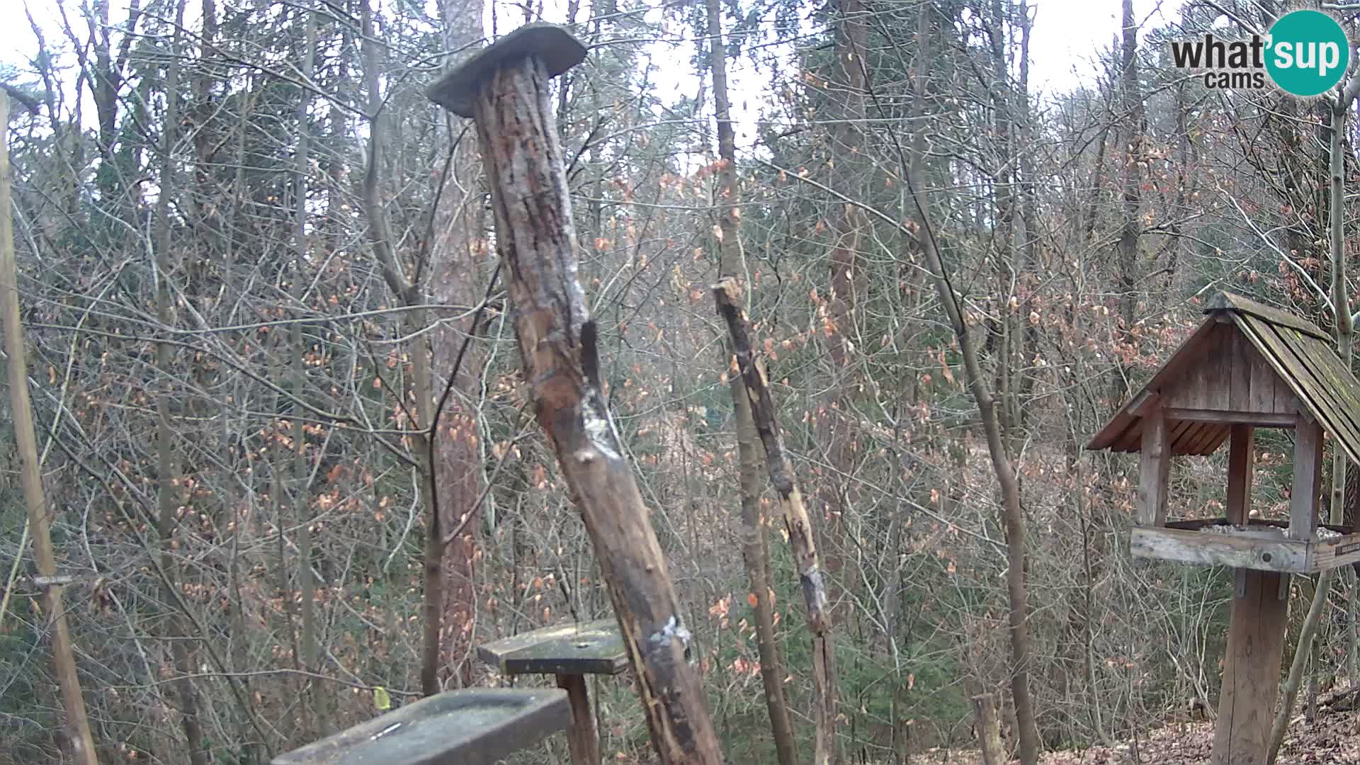 Krmilnice za ptiče v ZOO Ljubljana spletna kamera