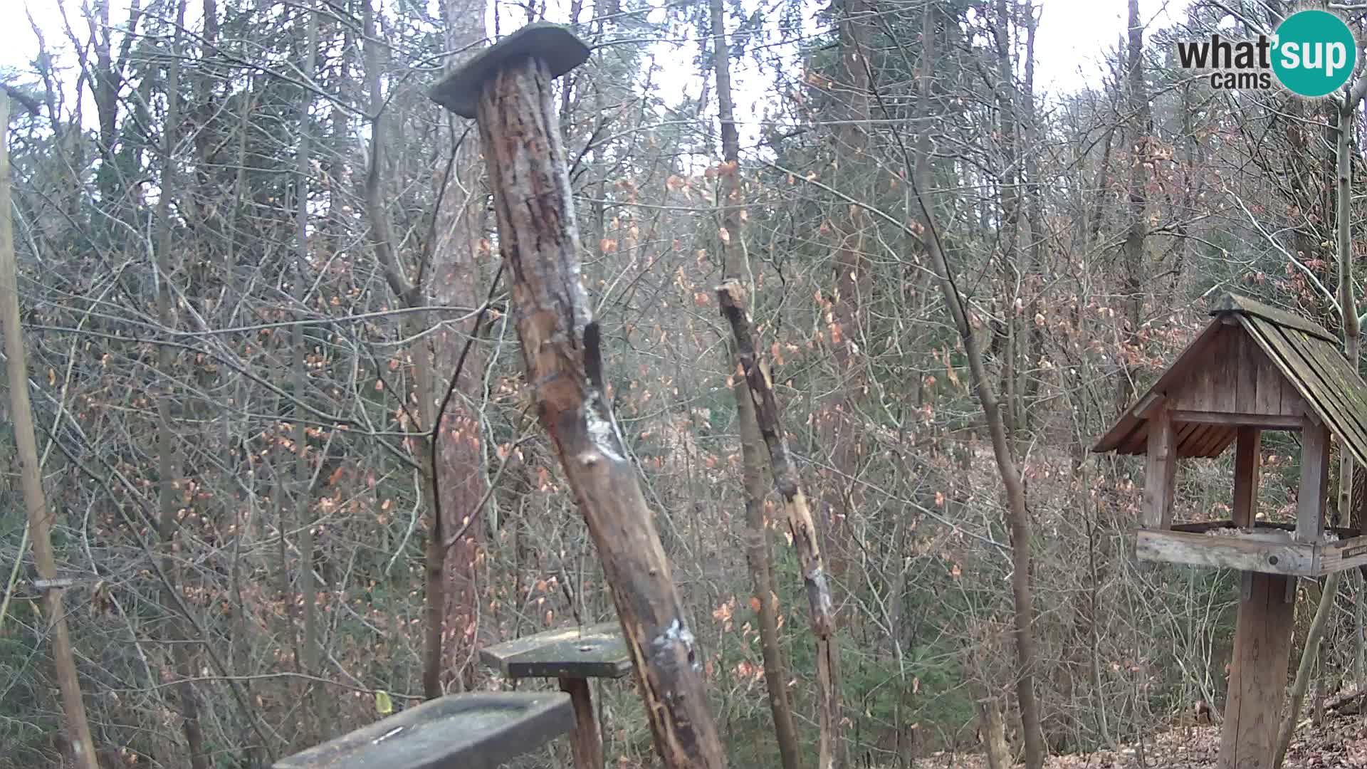 Mangiatoie per uccelli allo ZOO di Lubiana livecam