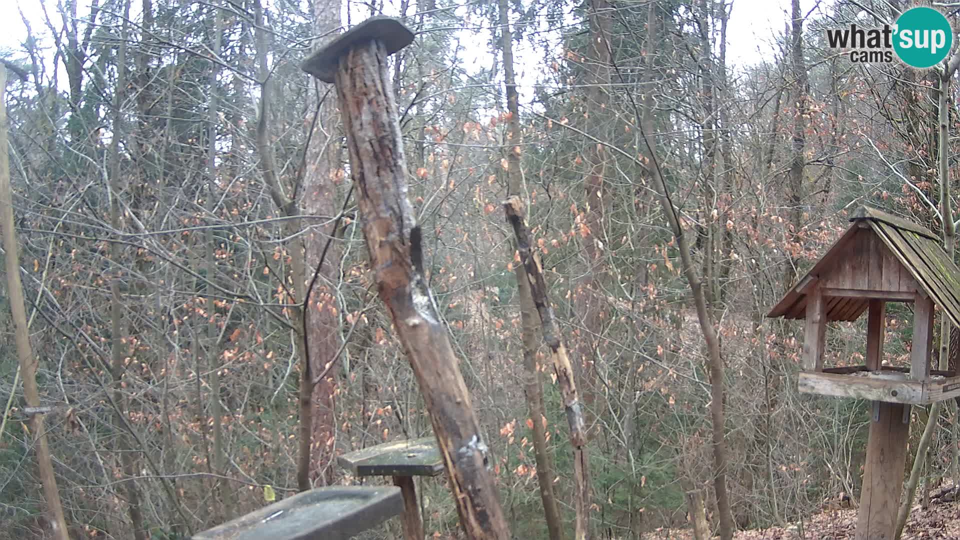 Hranilice za ptice u ZOO web kamera Ljubljana