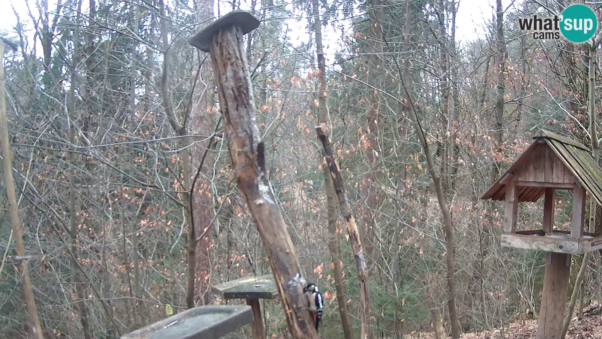 Vogelfutterhäuschen im ZOO webcam Ljubljana