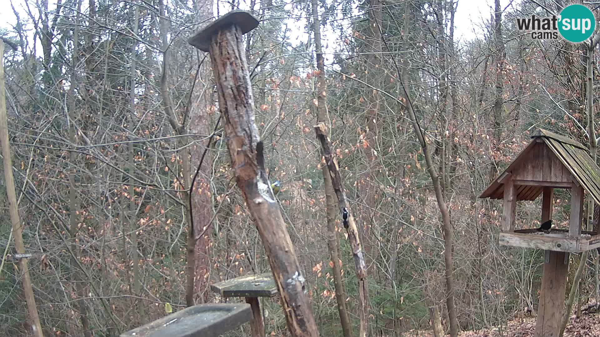 Bird feeders at ZOO Ljubljana webcam