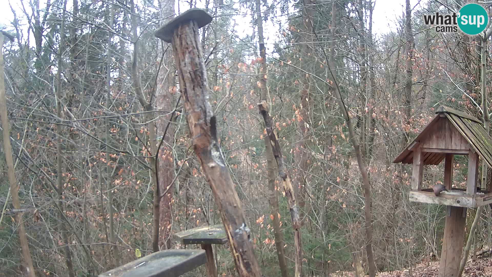 Vogelfutterhäuschen im ZOO webcam Ljubljana