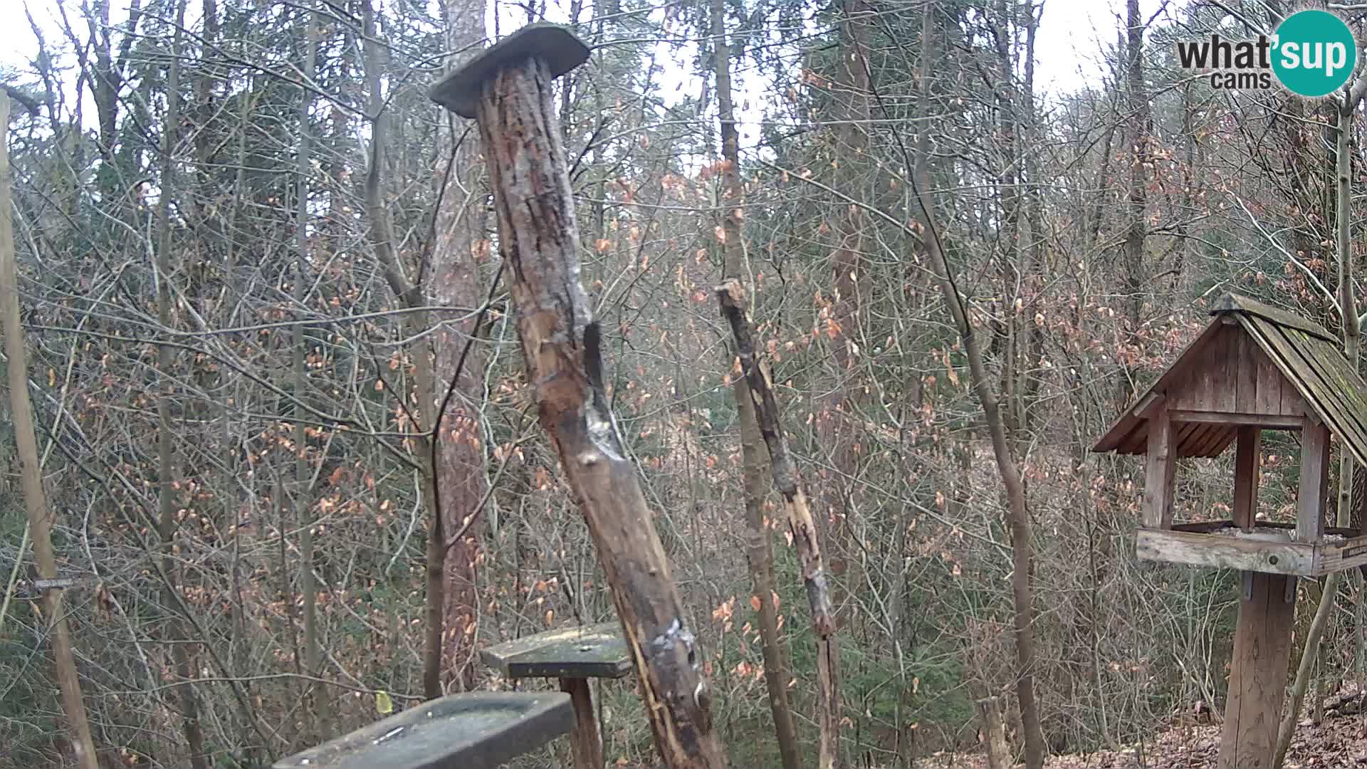 Hranilice za ptice u ZOO web kamera Ljubljana