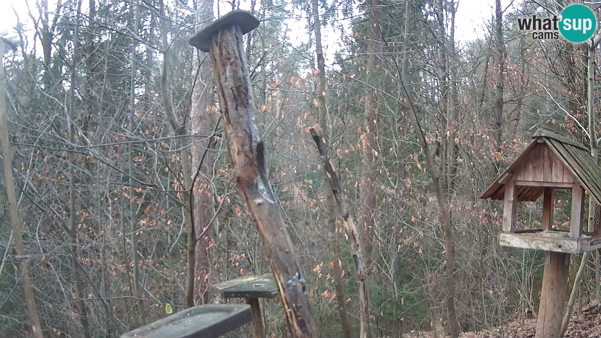 Krmilnice za ptiče v ZOO Ljubljana spletna kamera