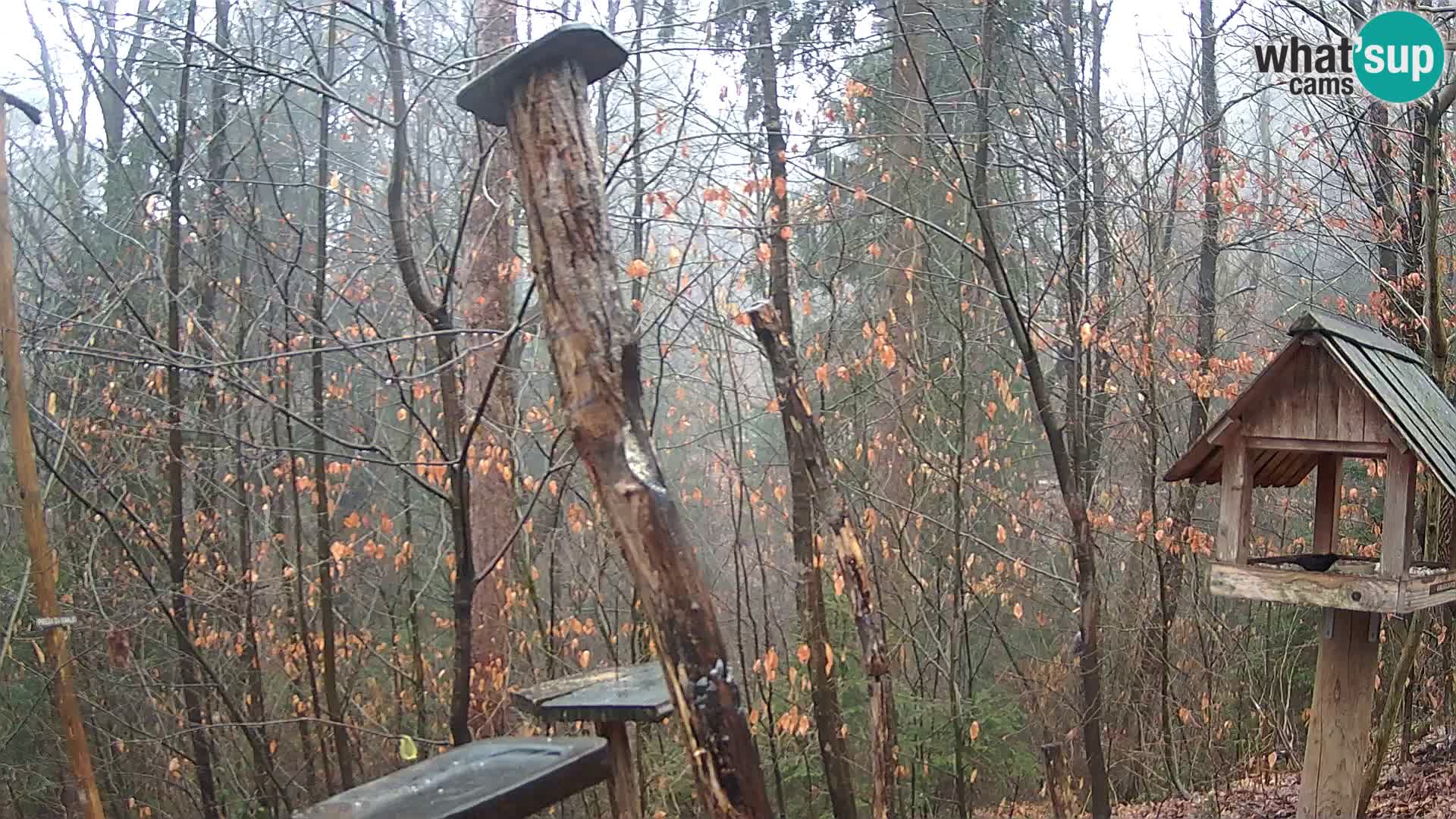 Krmilnice za ptiče v ZOO Ljubljana spletna kamera