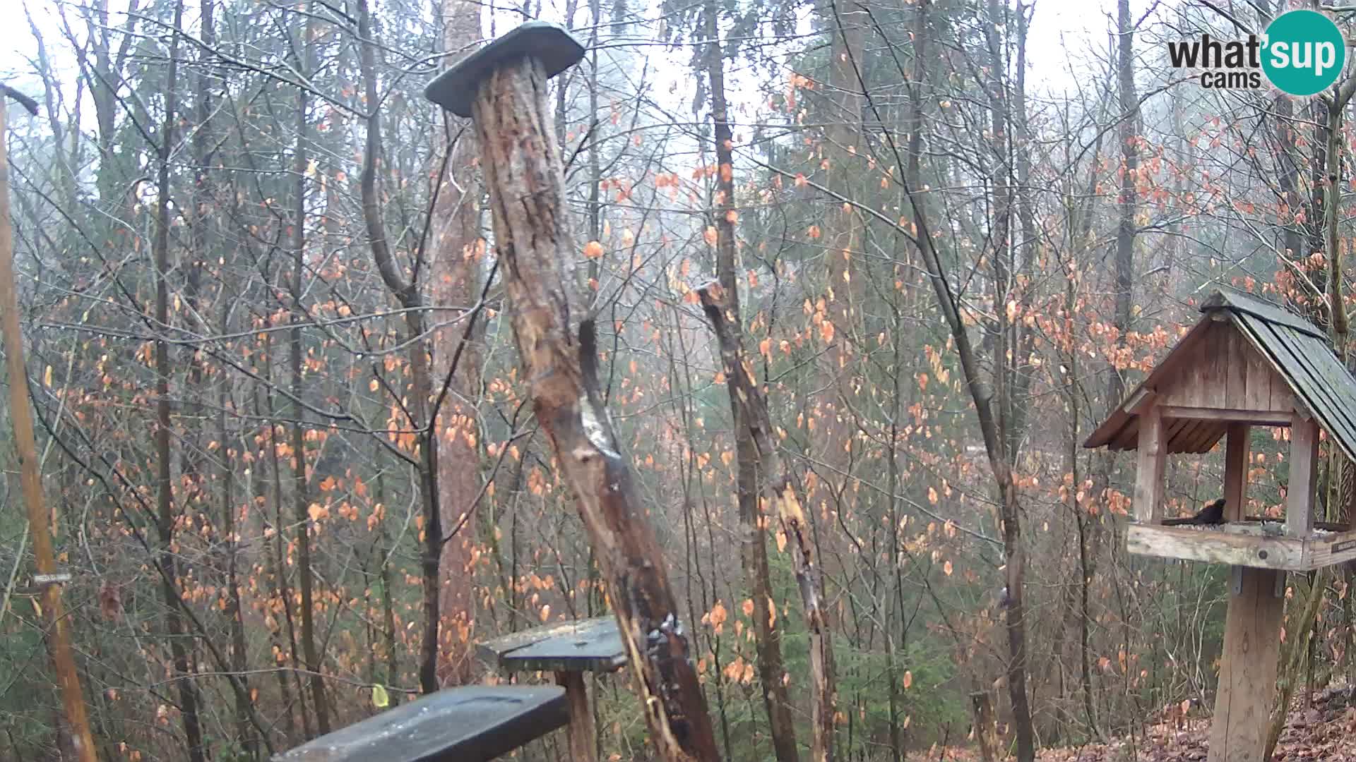 Mangeoires pour oiseaux au ZOO live webcam Ljubljana