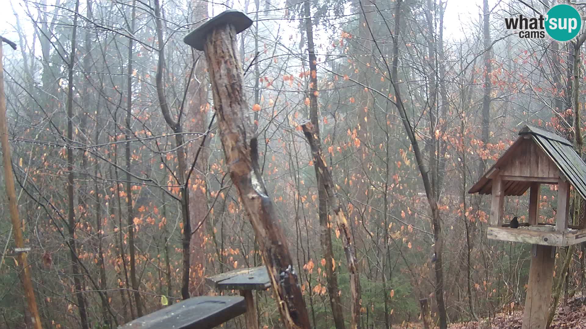 Krmilnice za ptiče v ZOO Ljubljana spletna kamera