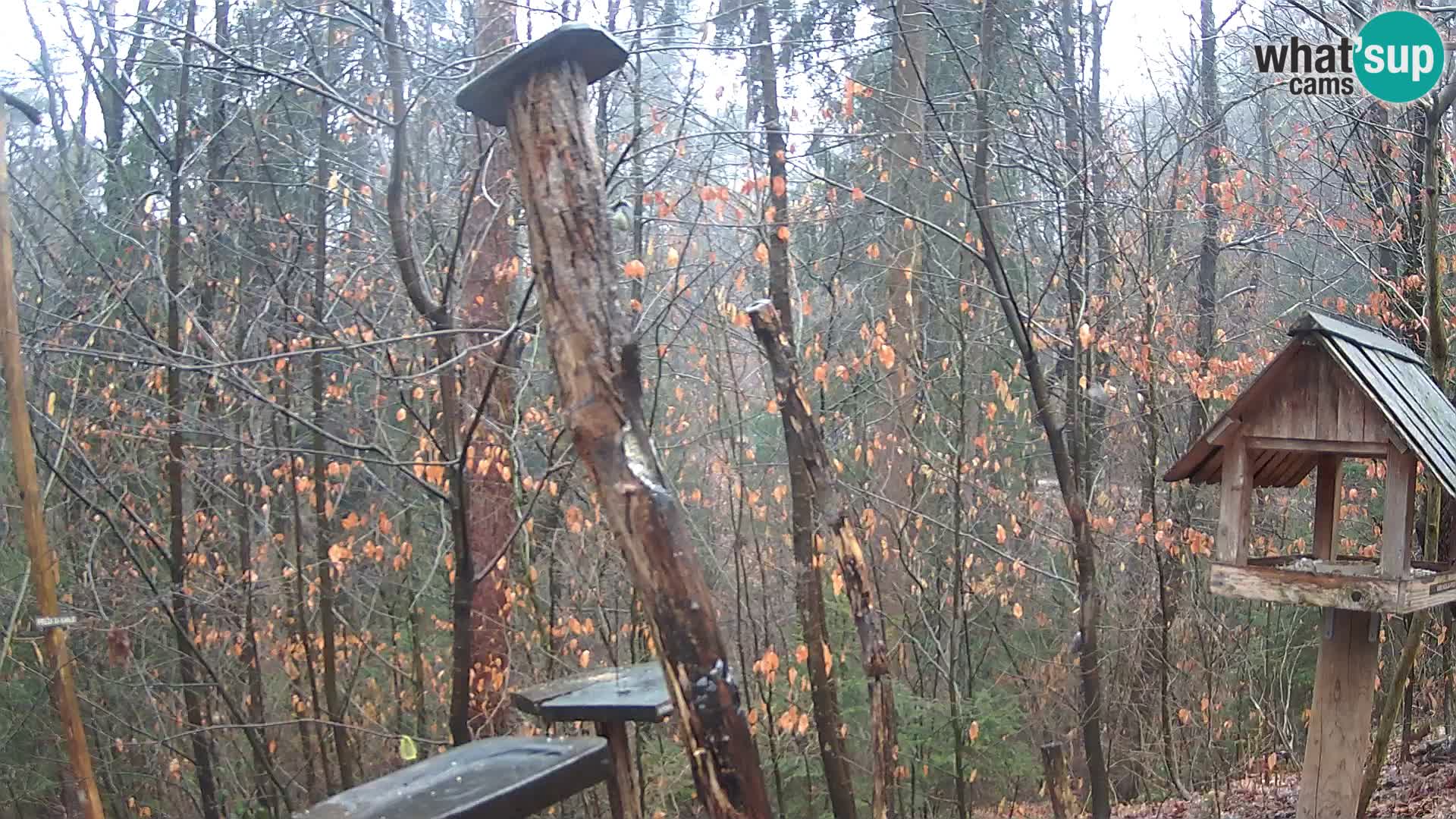 Bird feeders at ZOO Ljubljana webcam