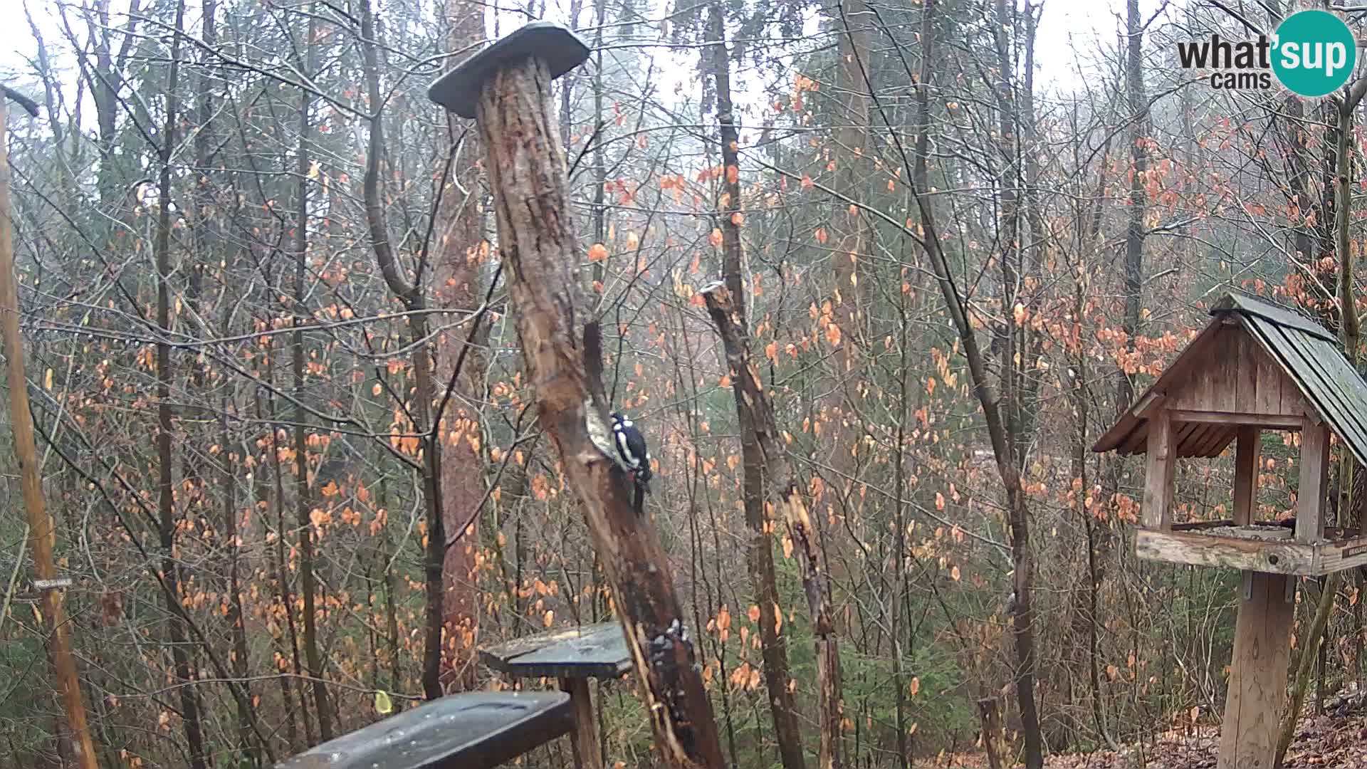 Bird feeders at ZOO Ljubljana webcam