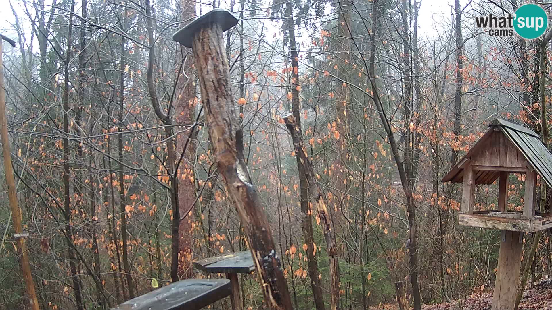 Hranilice za ptice u ZOO web kamera Ljubljana