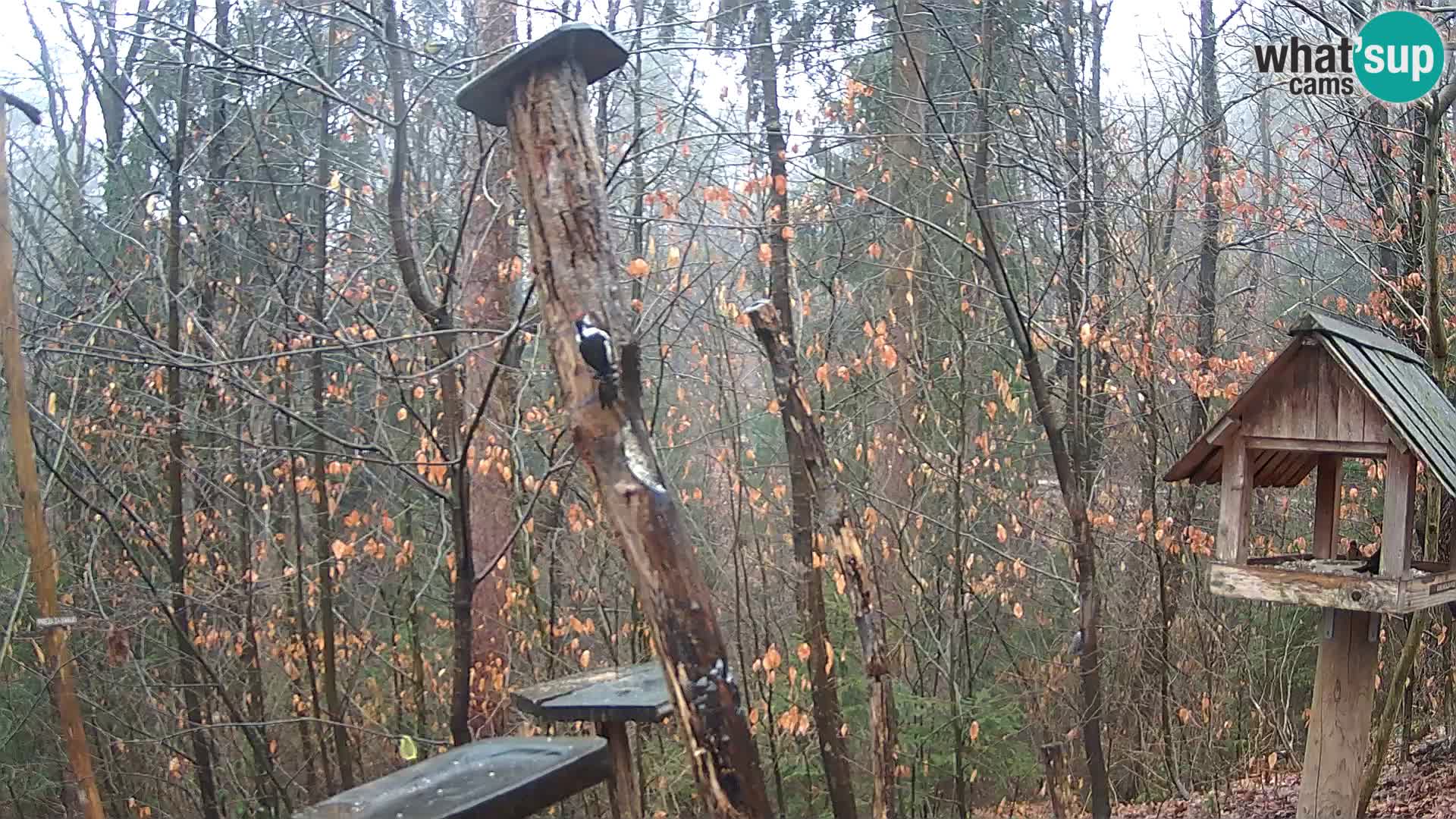 Mangiatoie per uccelli allo ZOO di Lubiana livecam