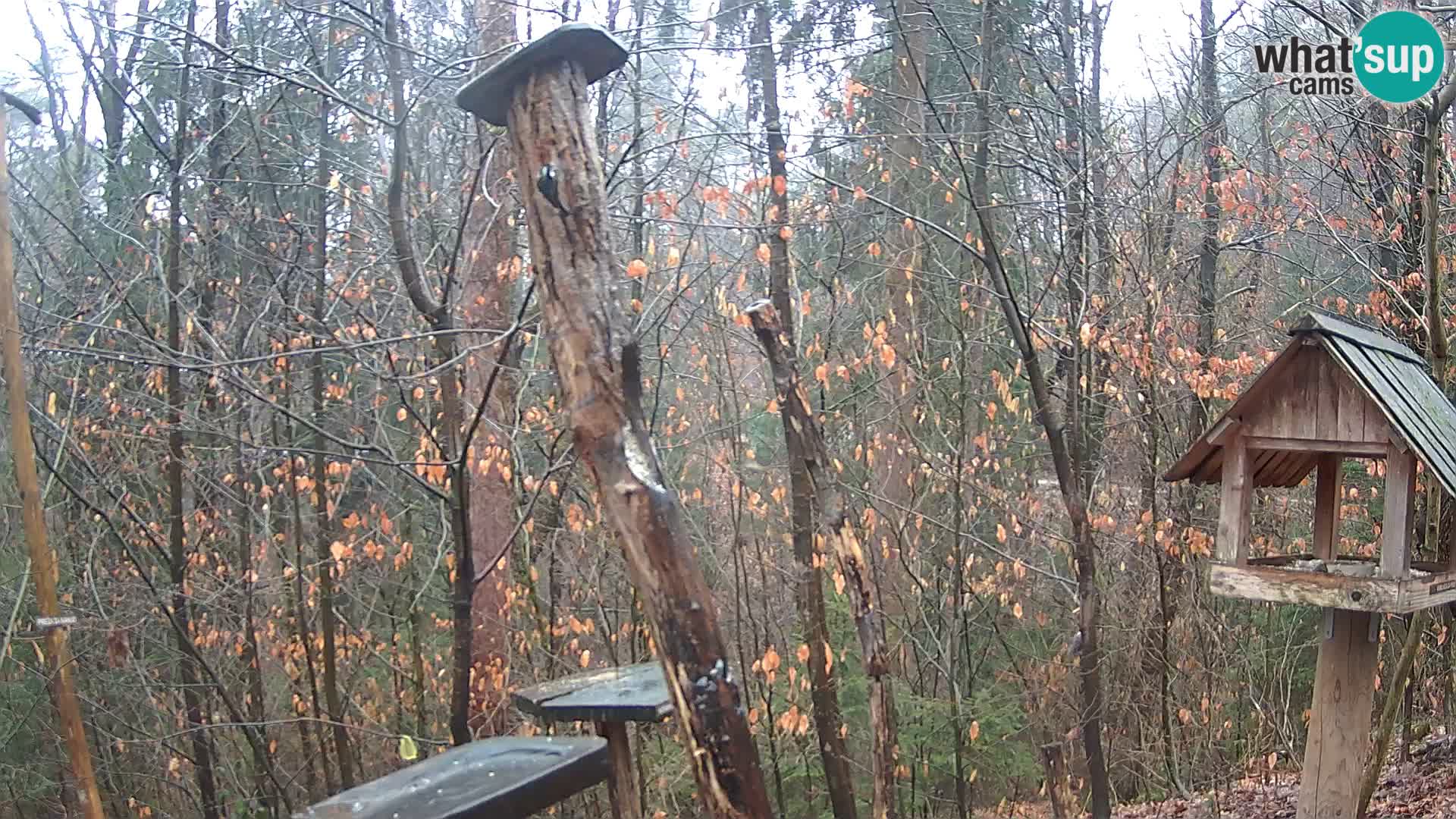 Comederos para pájaros en ZOO Ljubljana camera en vivo